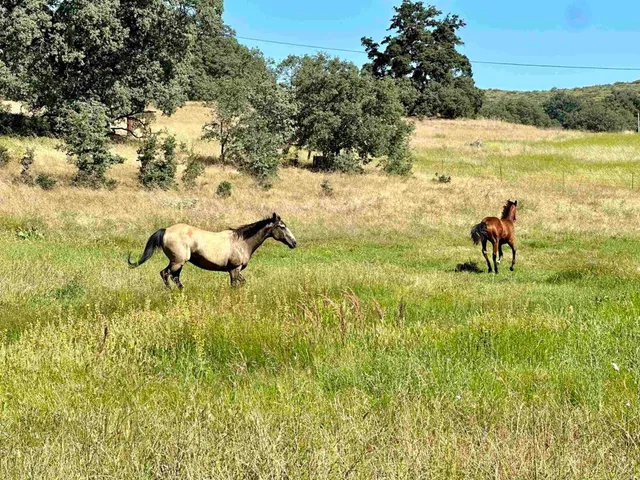 $2,250,000 | 25258 Black Canyon Road, Santa Ysabel, CA 92070