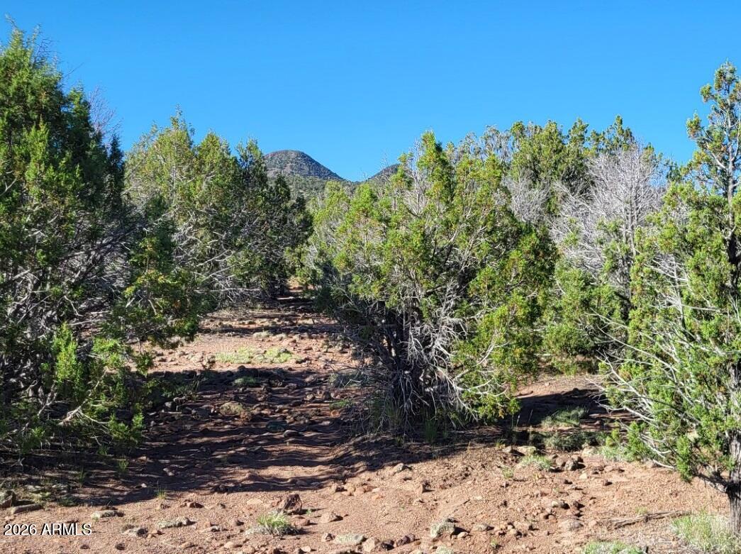 107 North A N Ranch Road, Unit 107A Williams, AZ 86046 - Photo 14 of 18 a view of a yard with plants and a tree