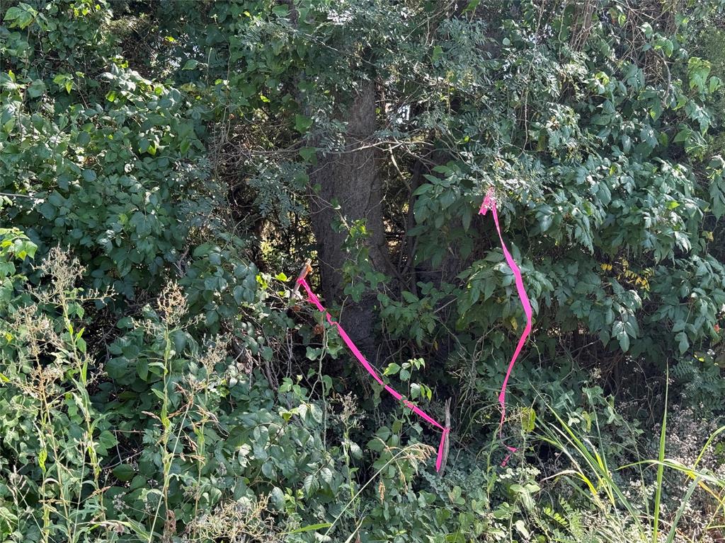 1 County Road 5045 Leonard, TX 75452 - Photo 5 of 23 a close up of a palm tree