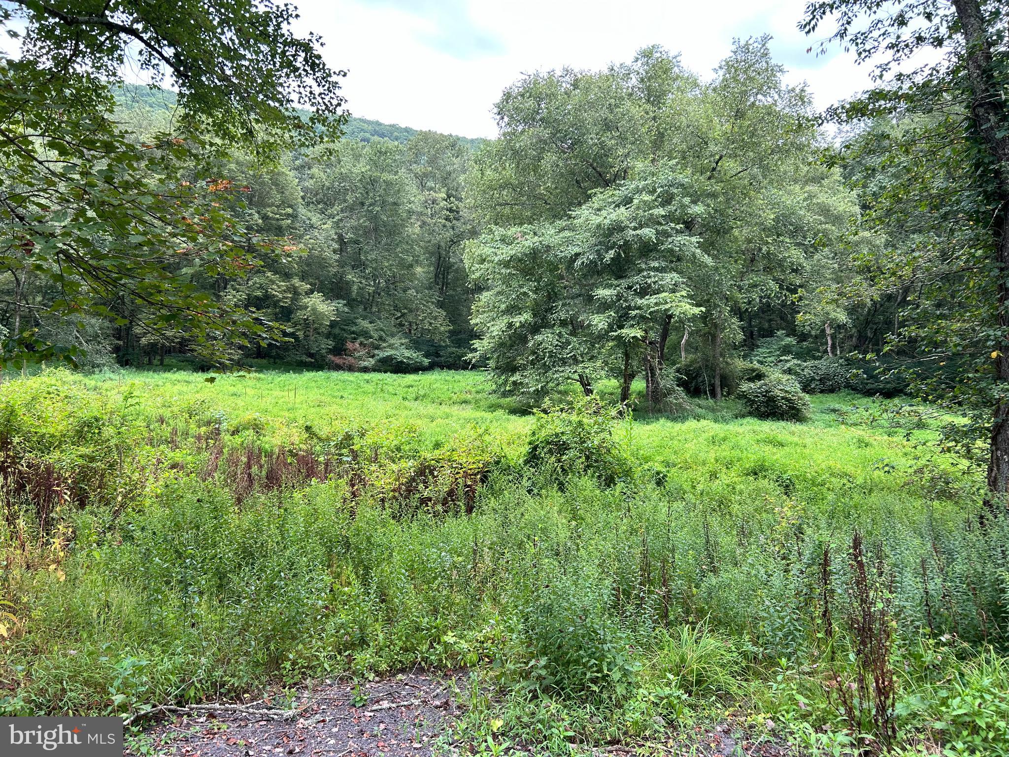 0 Creek Road Ashland, PA 17921 - Photo 2 of 4 a view of a lush green forest with trees and some houses
