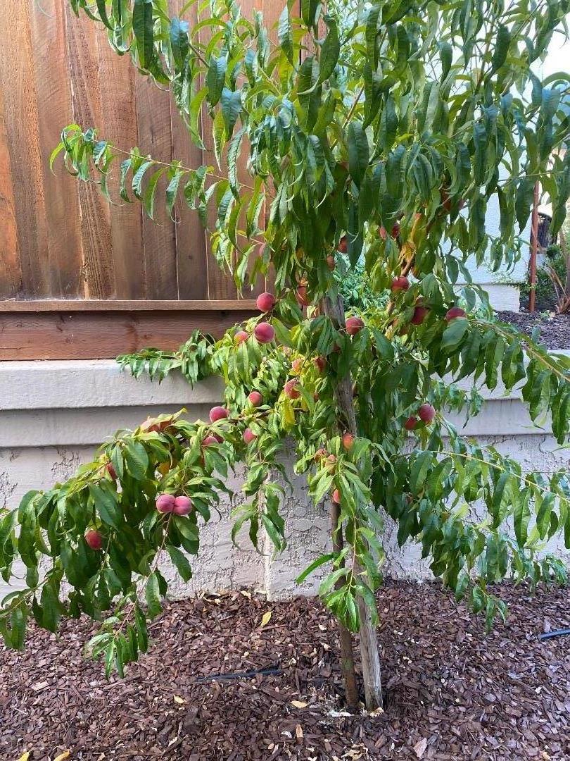 7632 Braid Court Gilroy, CA 95020 - Photo 29 of 56