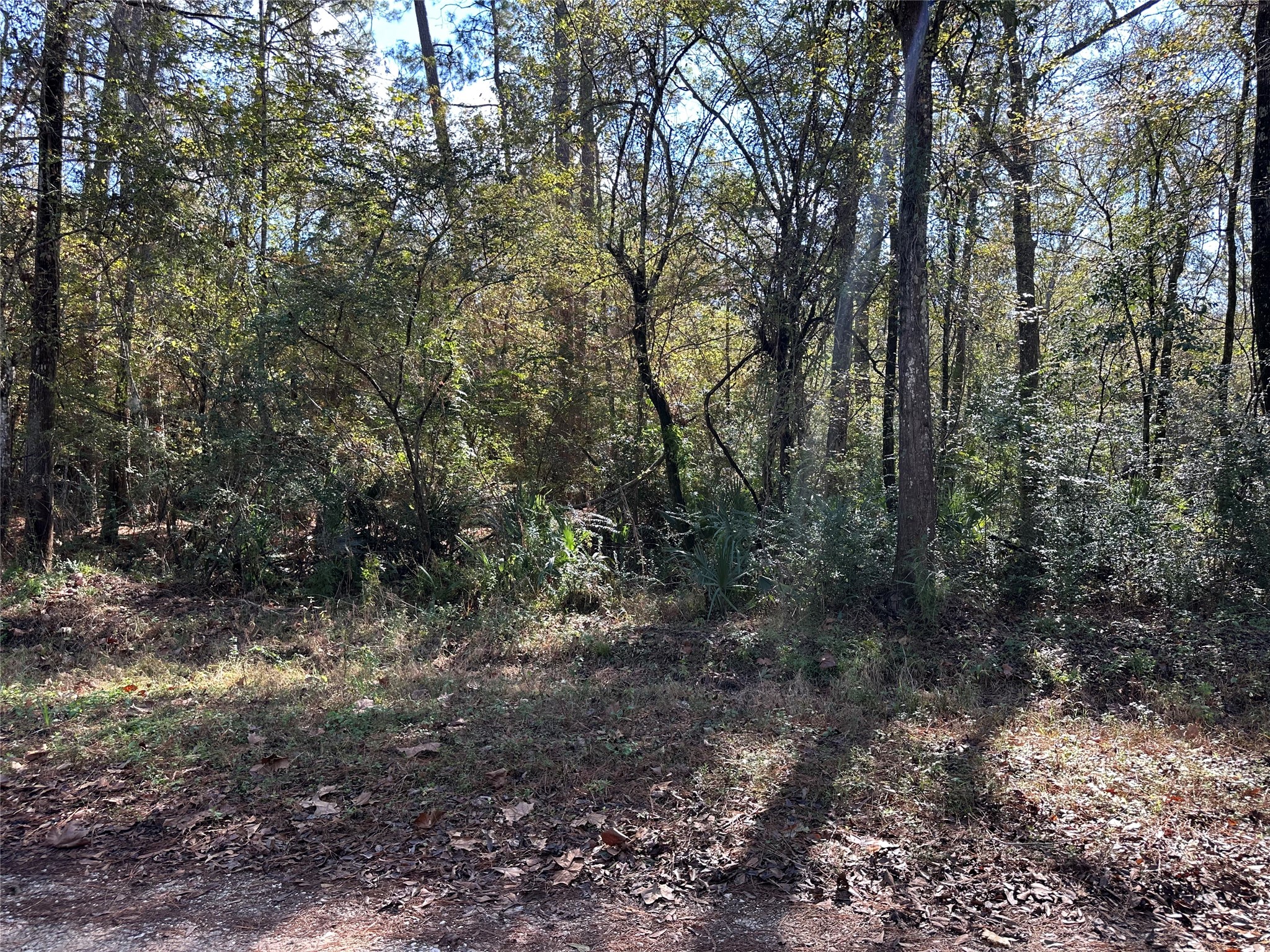 0 County Road 3612 Splendora, TX 77372 - Photo 4 of 7 a view of a forest with trees in the background