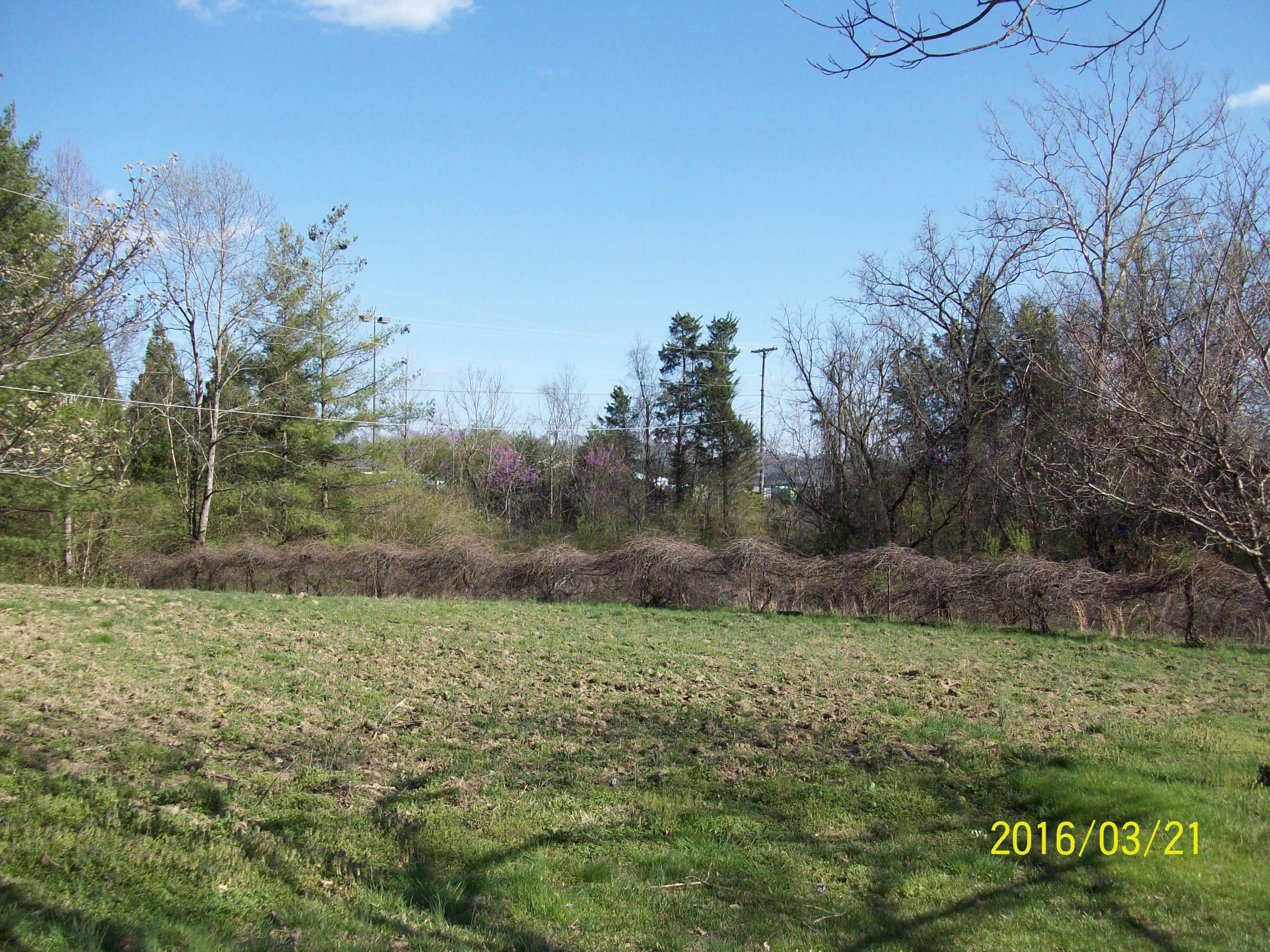 217 Green Road Knoxville, TN 37920 - Photo 7 of 20 MUSCADINE GRAPE VINEYARD
