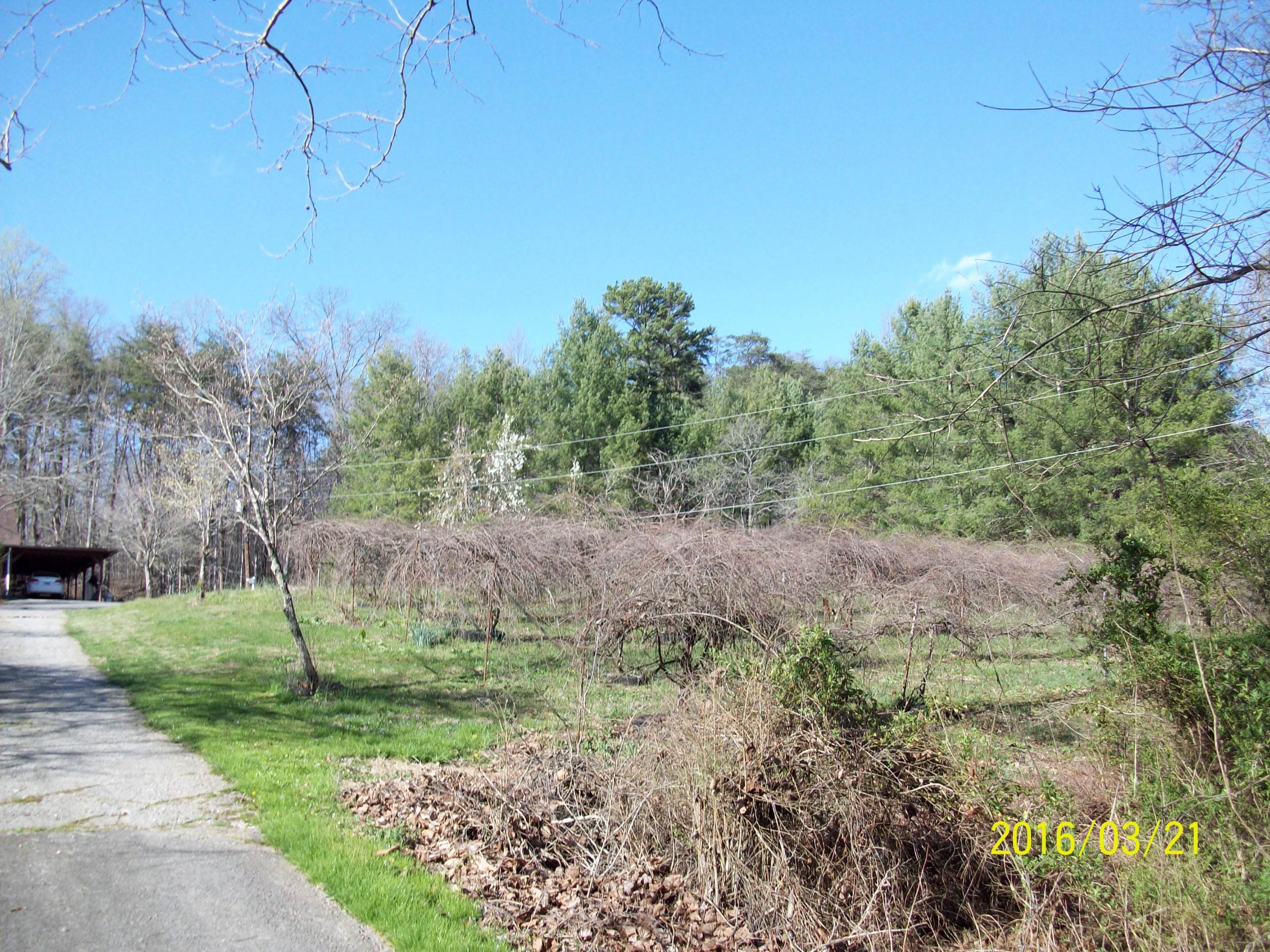 217 Green Road Knoxville, TN 37920 - Photo 8 of 20 LARGE VINEYARD OF MUSCADINES