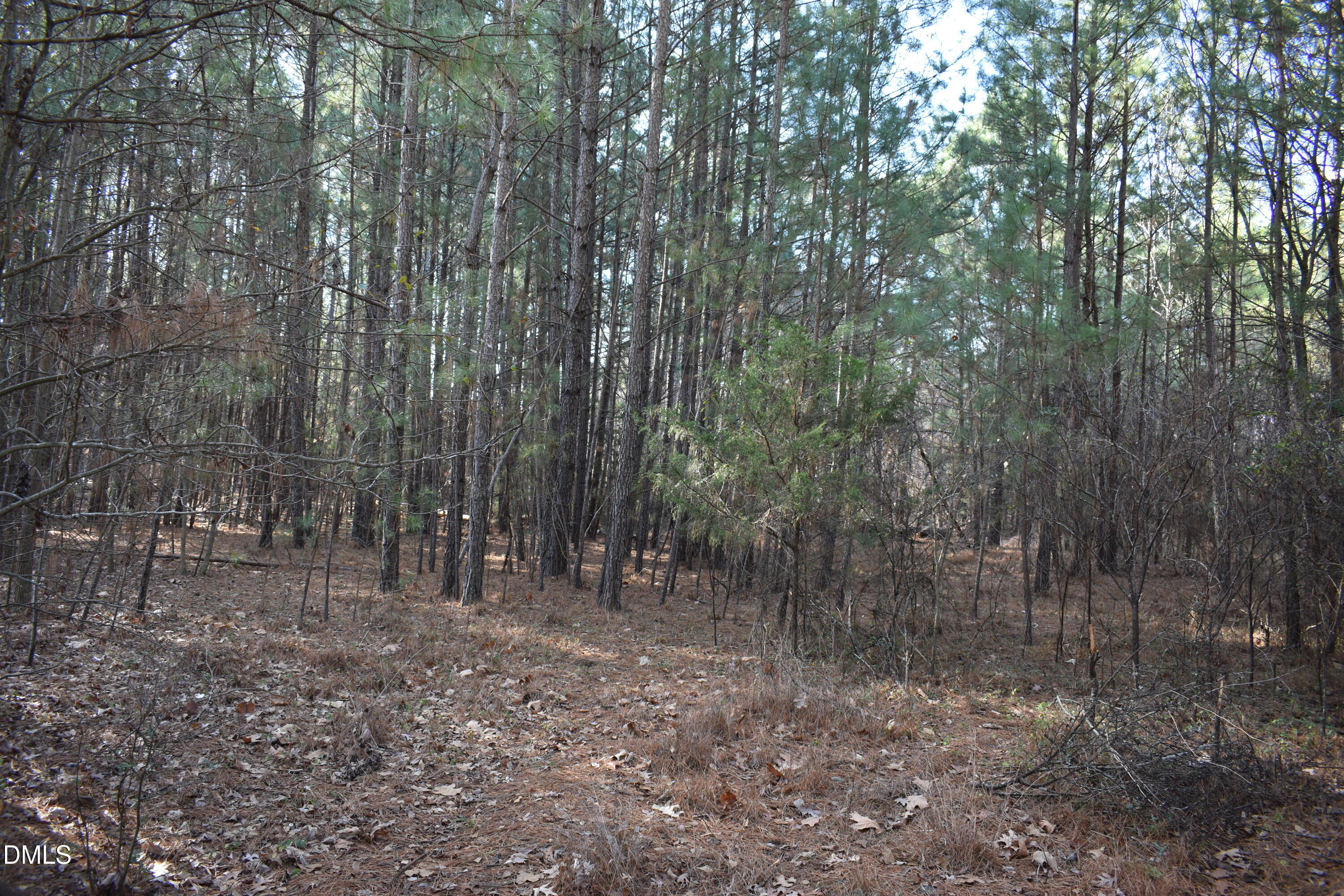 a view of a forest with trees in the background