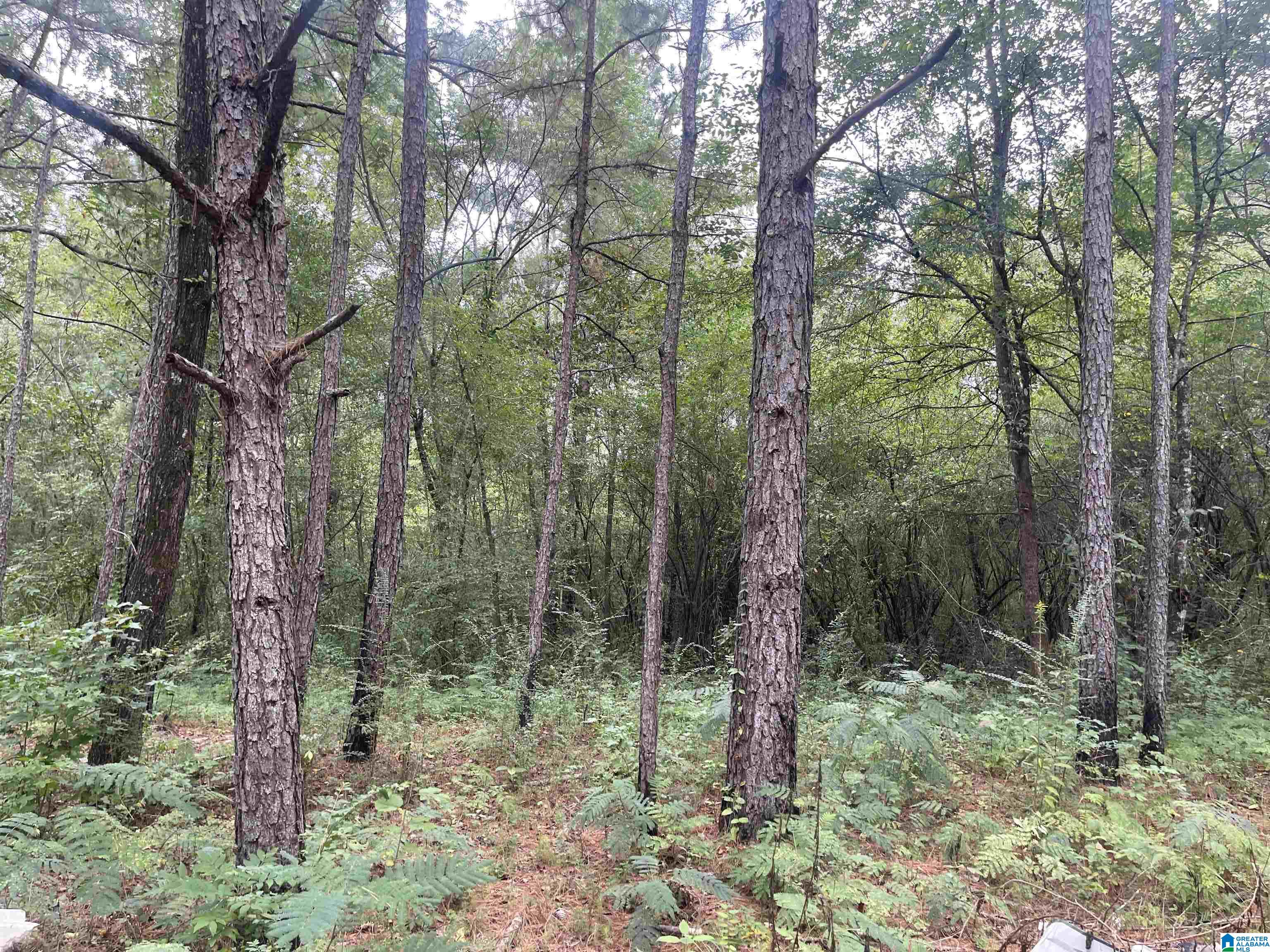 11781 Highway 144 Ragland, AL 35131 - Photo 43 of 49