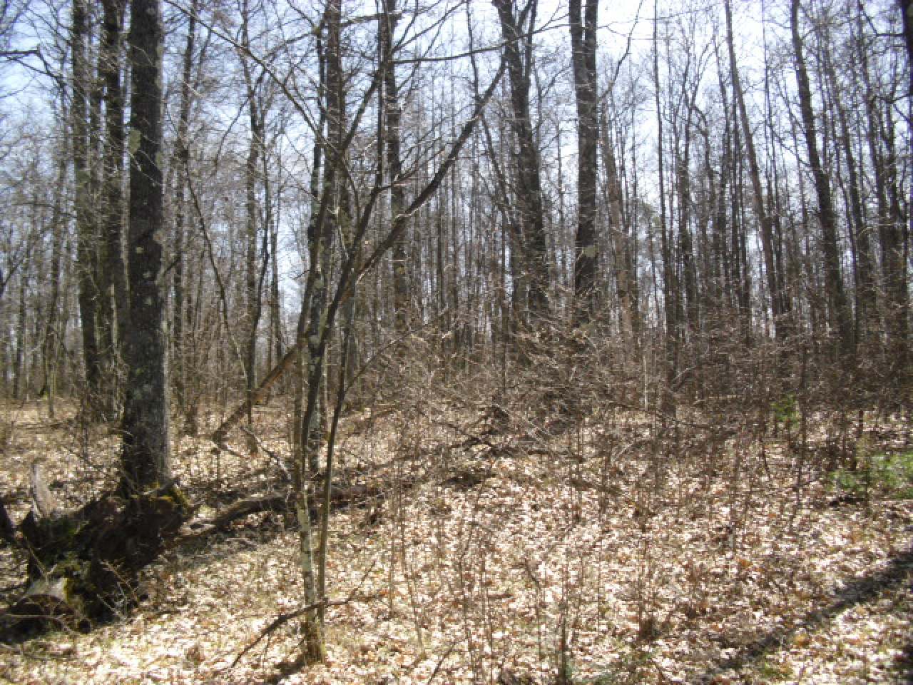 Lot 11 Wind Song Road Tomahawk, WI 54487 - Photo 1 of 13 Gallery Image 1