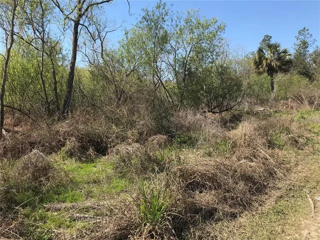 a view of a forest with lots of trees