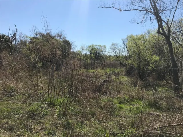 a view of a forest with a tree in front of it