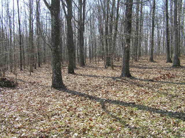 0 Wolf Pen Road Dunlap, TN 37327 - Photo 5 of 22
