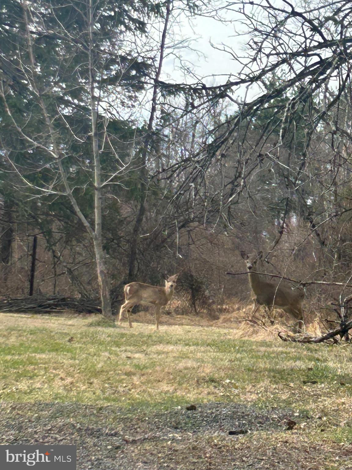 6953 Sladek Road New Hope, PA 18938 - Photo 25 of 25 Backyard deer
