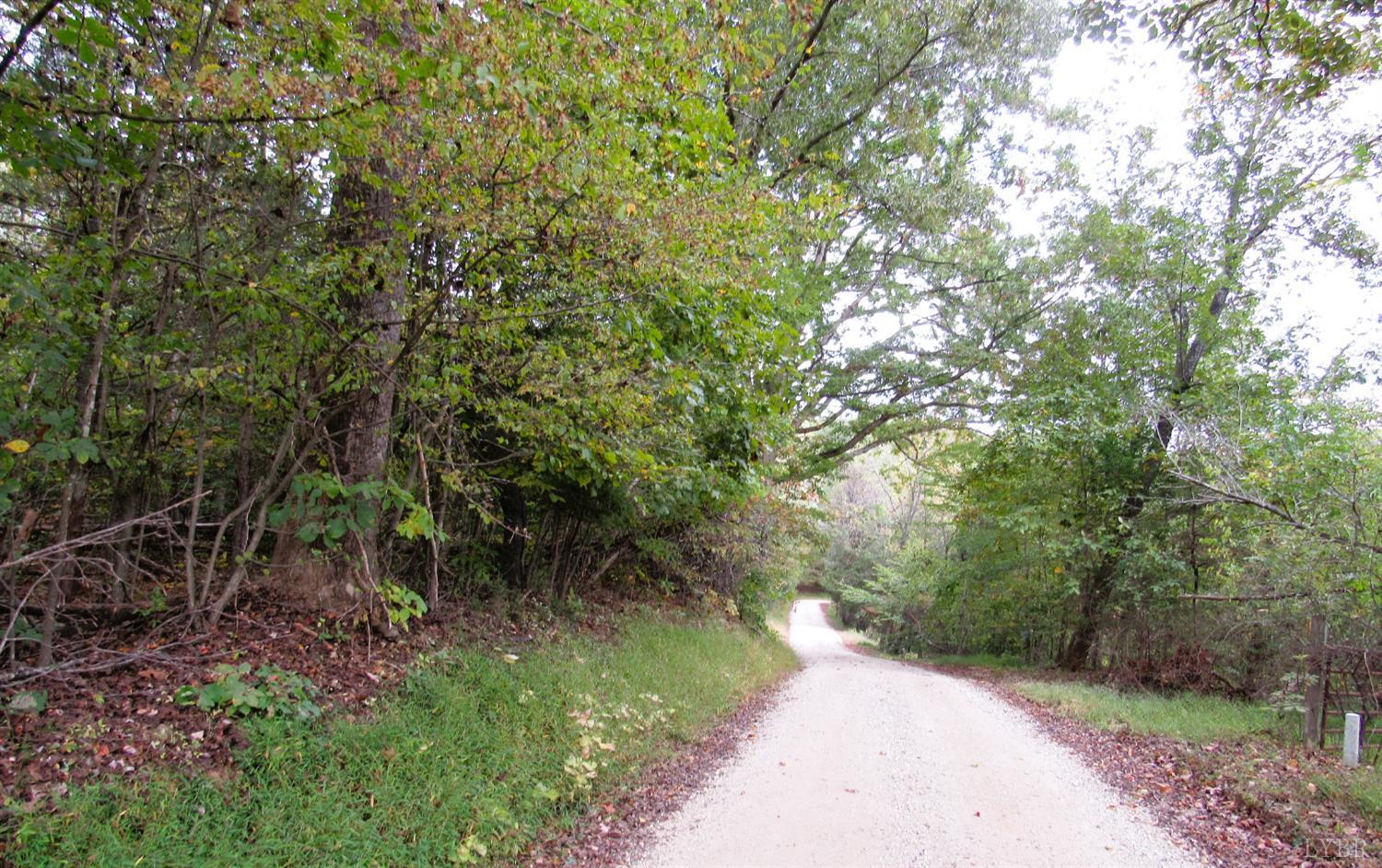 a view of a forest with trees in the background