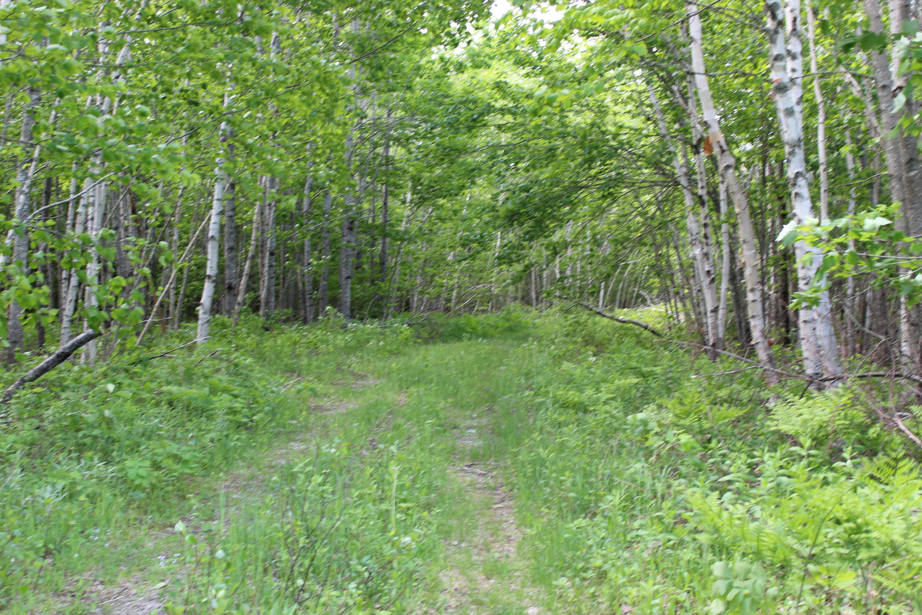 1511 Bucksport Road Ellsworth, ME 04605 - Photo 23 of 41 IMG_8492