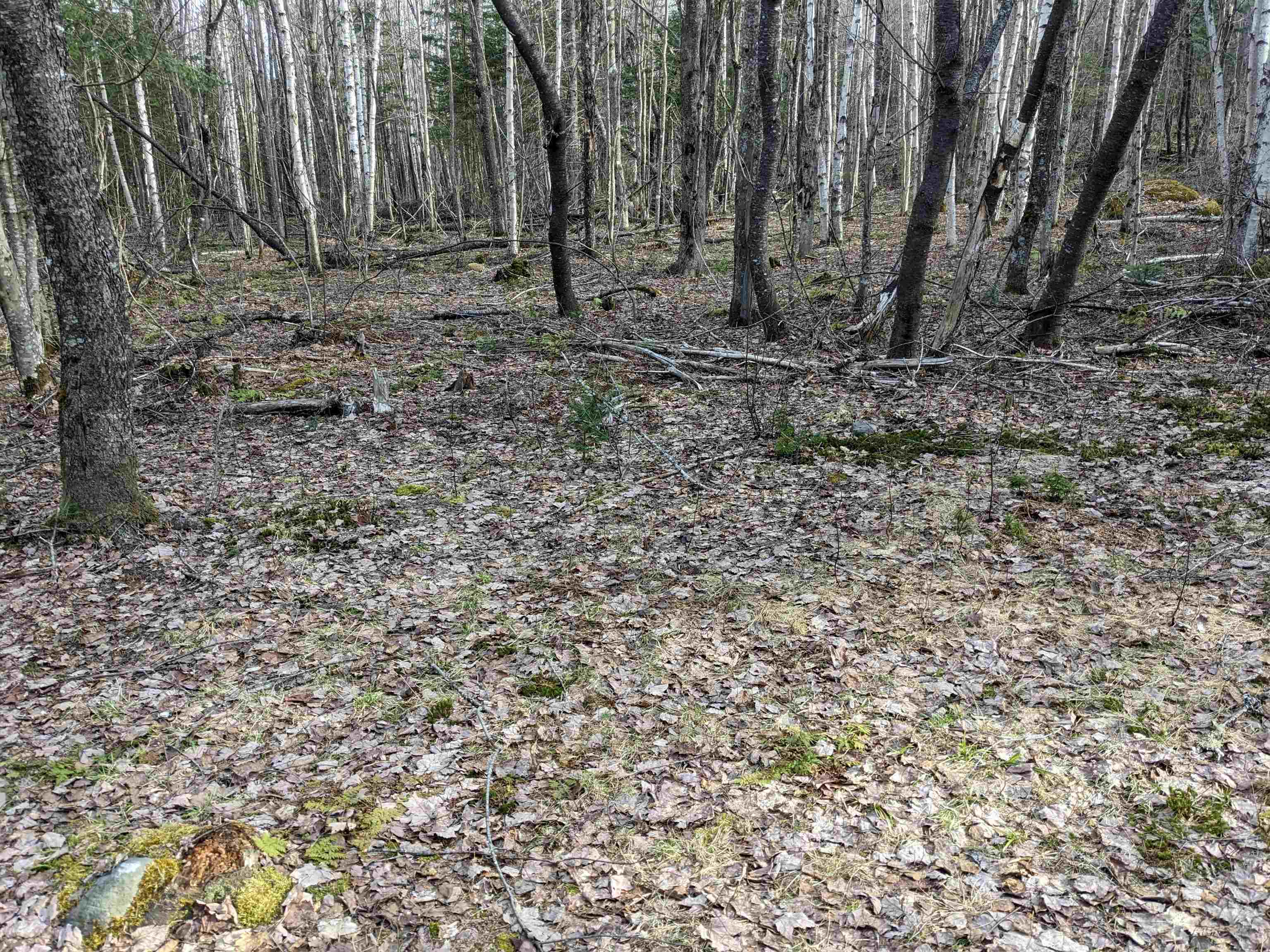 Lot 95 Lynch Road Stewartstown, NH 03576 - Photo 4 of 5