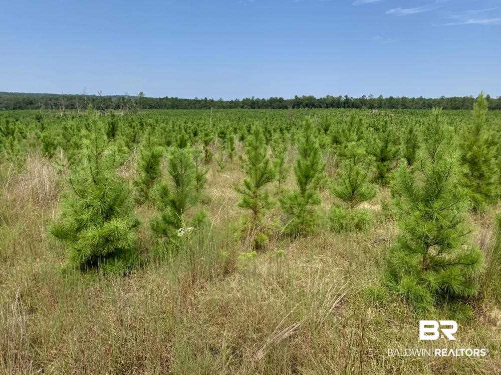 0 Country Road Mobile, AL 36608 - Photo 14 of 27