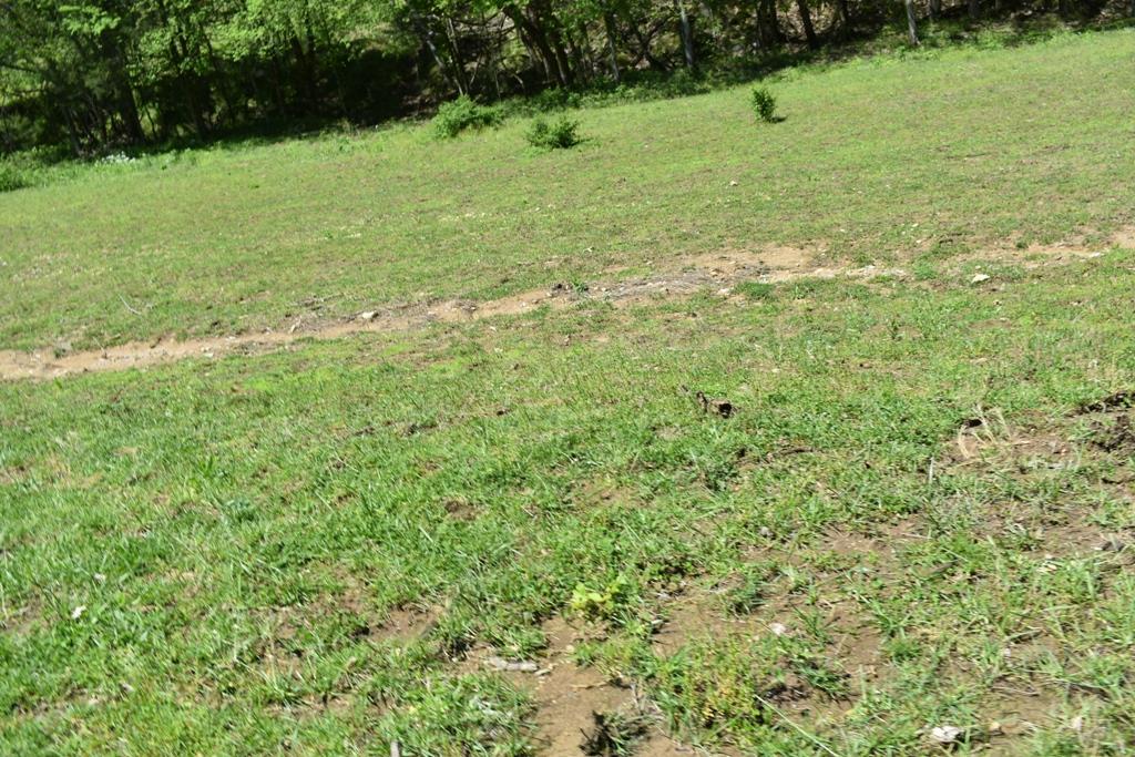 14436 Indian Springs Road Buffalo Valley, TN 38548 - Photo 20 of 24 a view of a green field with lots of bushes