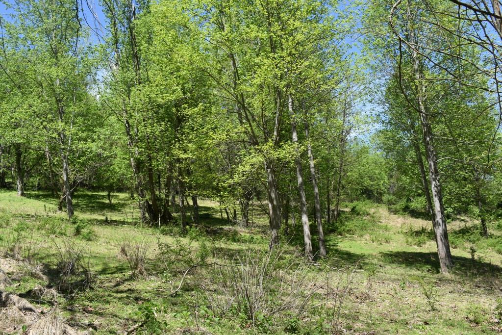 14436 Indian Springs Road Buffalo Valley, TN 38548 - Photo 22 of 24 a big yard with lots of green space and trees