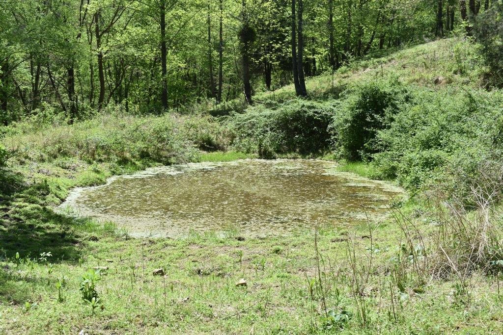 14436 Indian Springs Road Buffalo Valley, TN 38548 - Photo 24 of 24 a big yard with lots of green space and trees