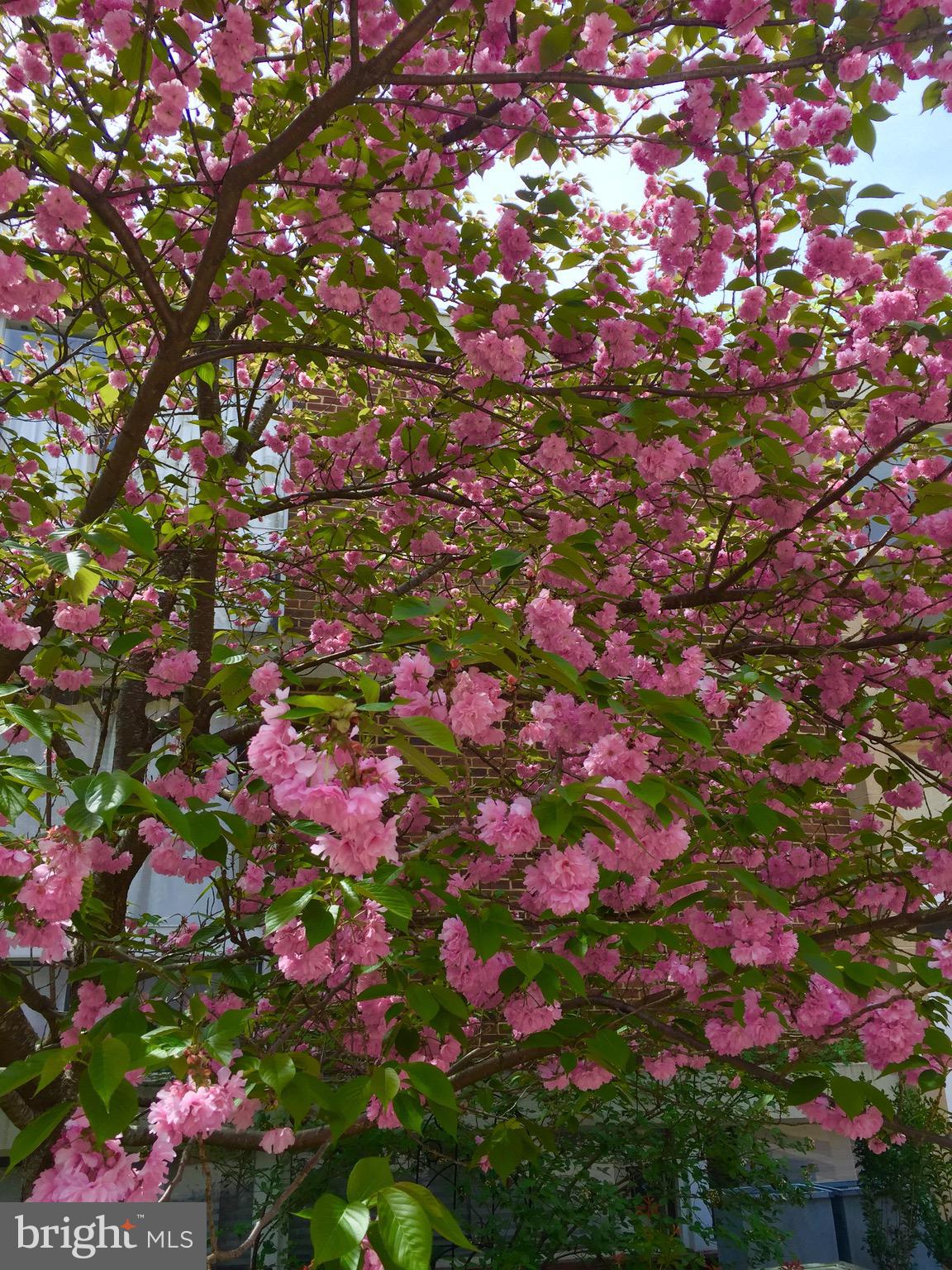 11509 Maple Ridge Road Reston, VA 20190 - Photo 47 of 51 Gallery Image 47