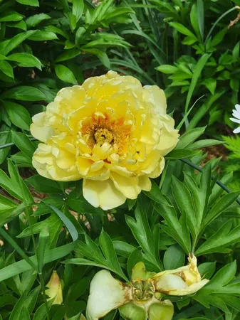 $389,900 | 829 Thorntree Boulevard, Jackson, MI 49203