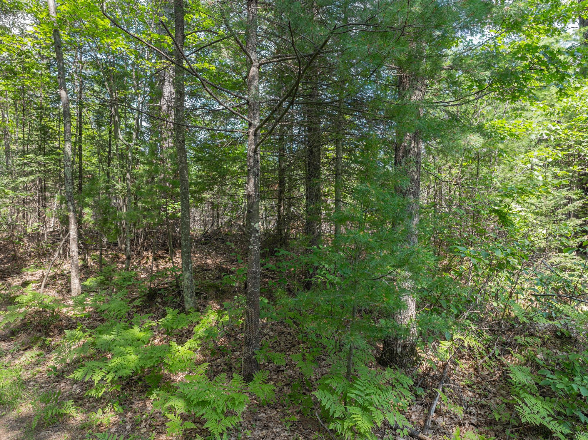On Dam Road Eagle River, WI 54521 - Photo 9 of 86 Gallery Image 9