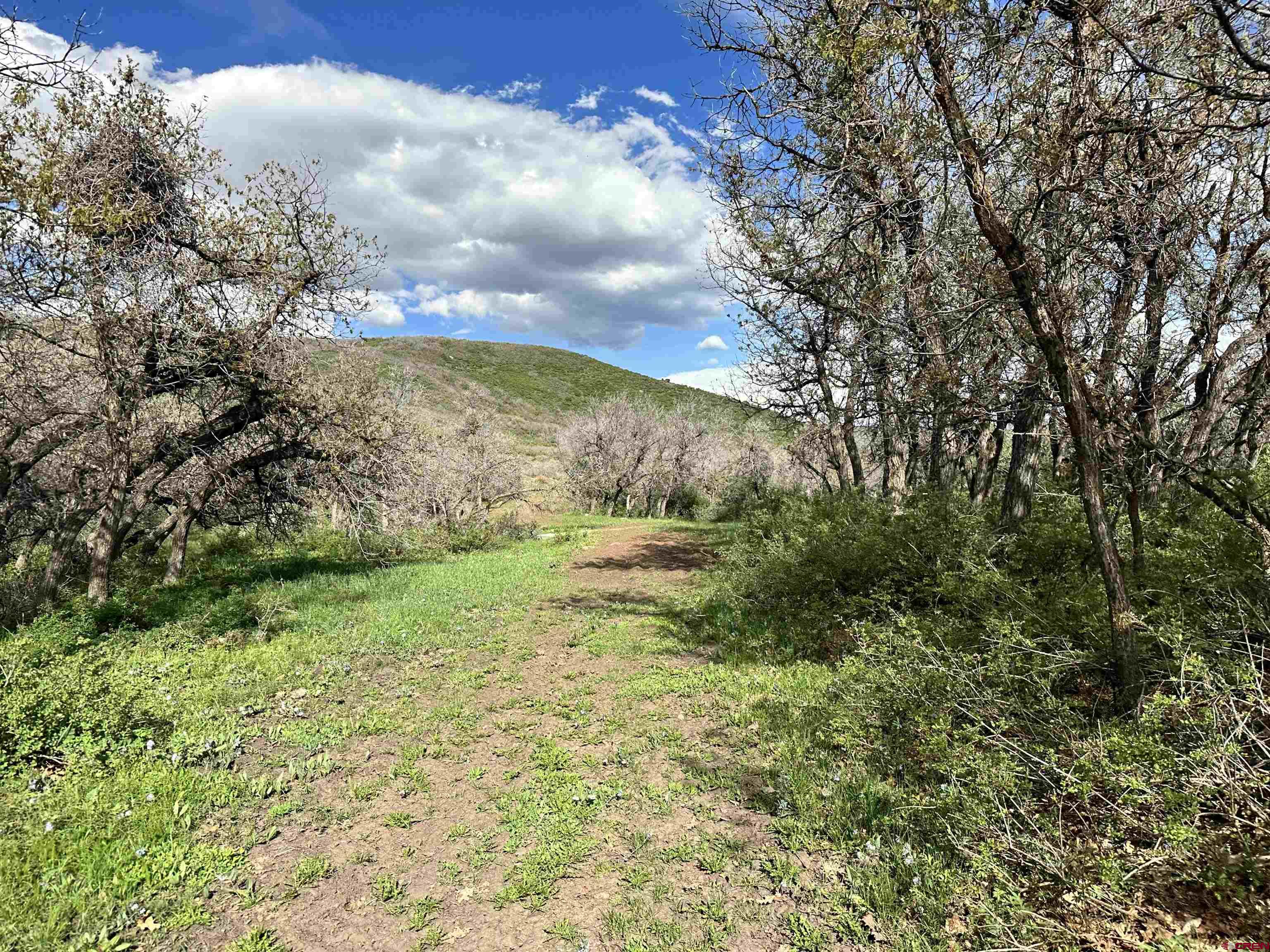 25137 Starner Loop Road Cedaredge, CO 81413 - Photo 15 of 33 a view of mountain with green space