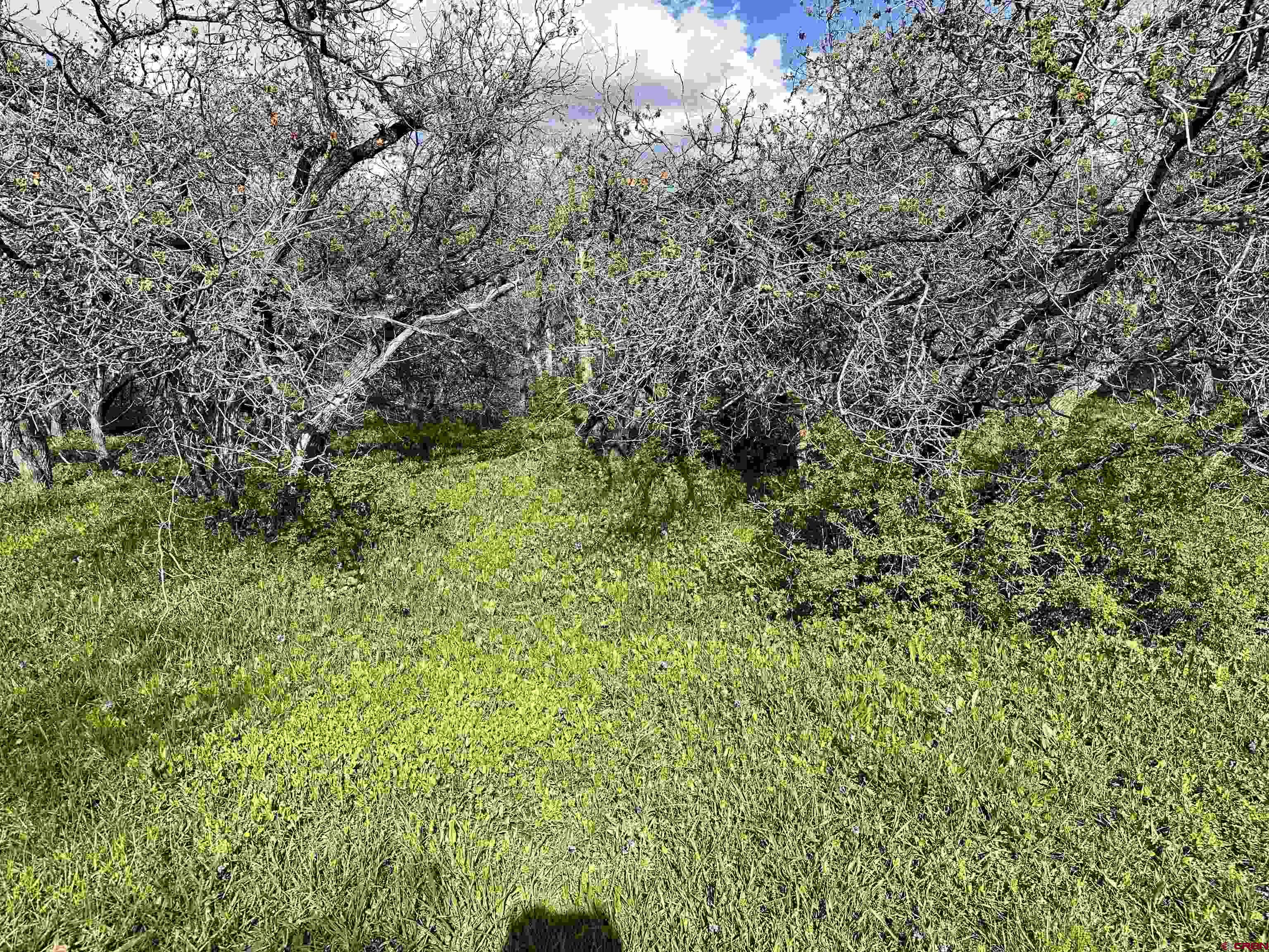 25137 Starner Loop Road Cedaredge, CO 81413 - Photo 16 of 33 a view of a lush green forest
