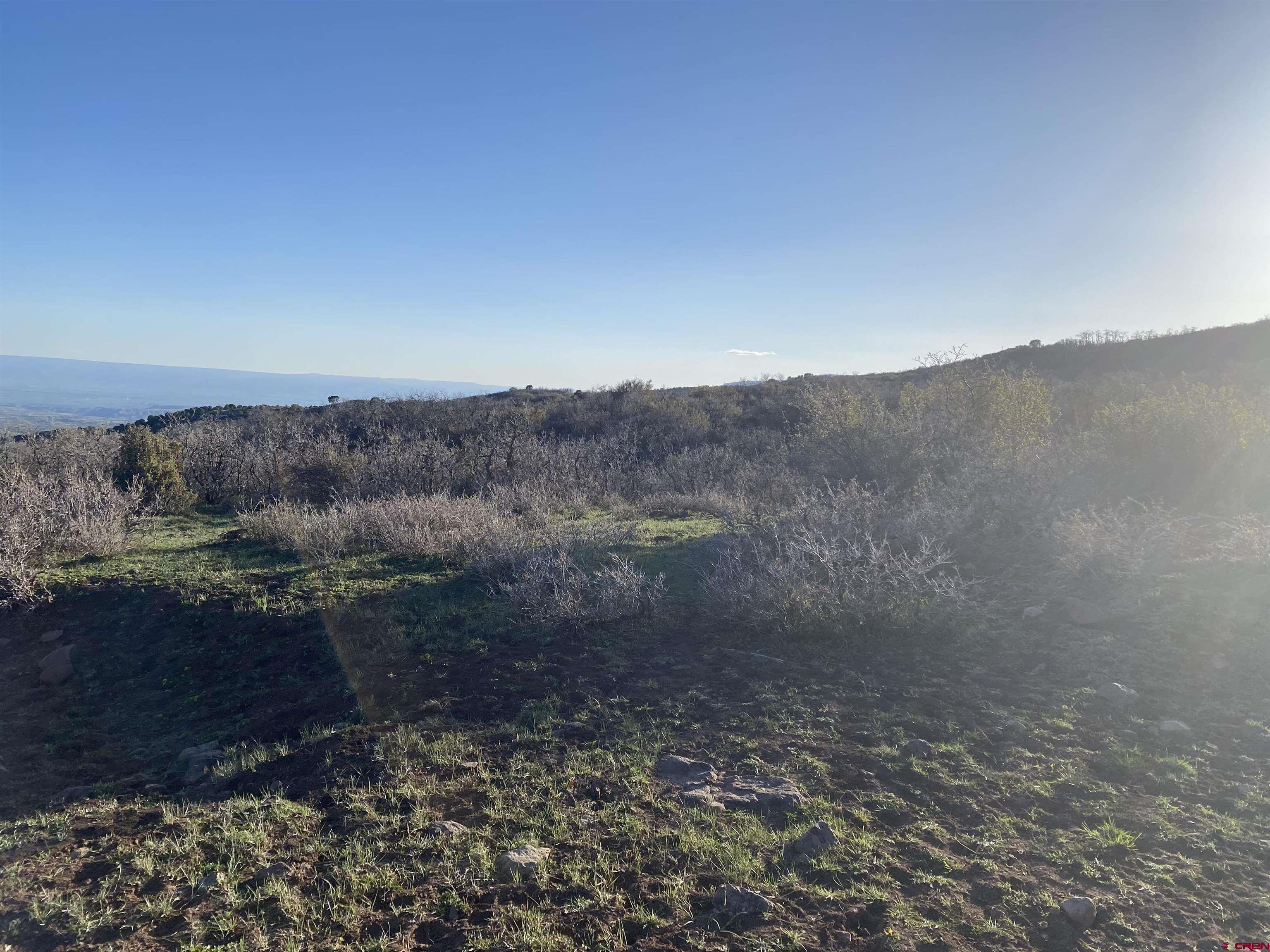25137 Starner Loop Road Cedaredge, CO 81413 - Photo 21 of 33 a view of a dry yard with trees