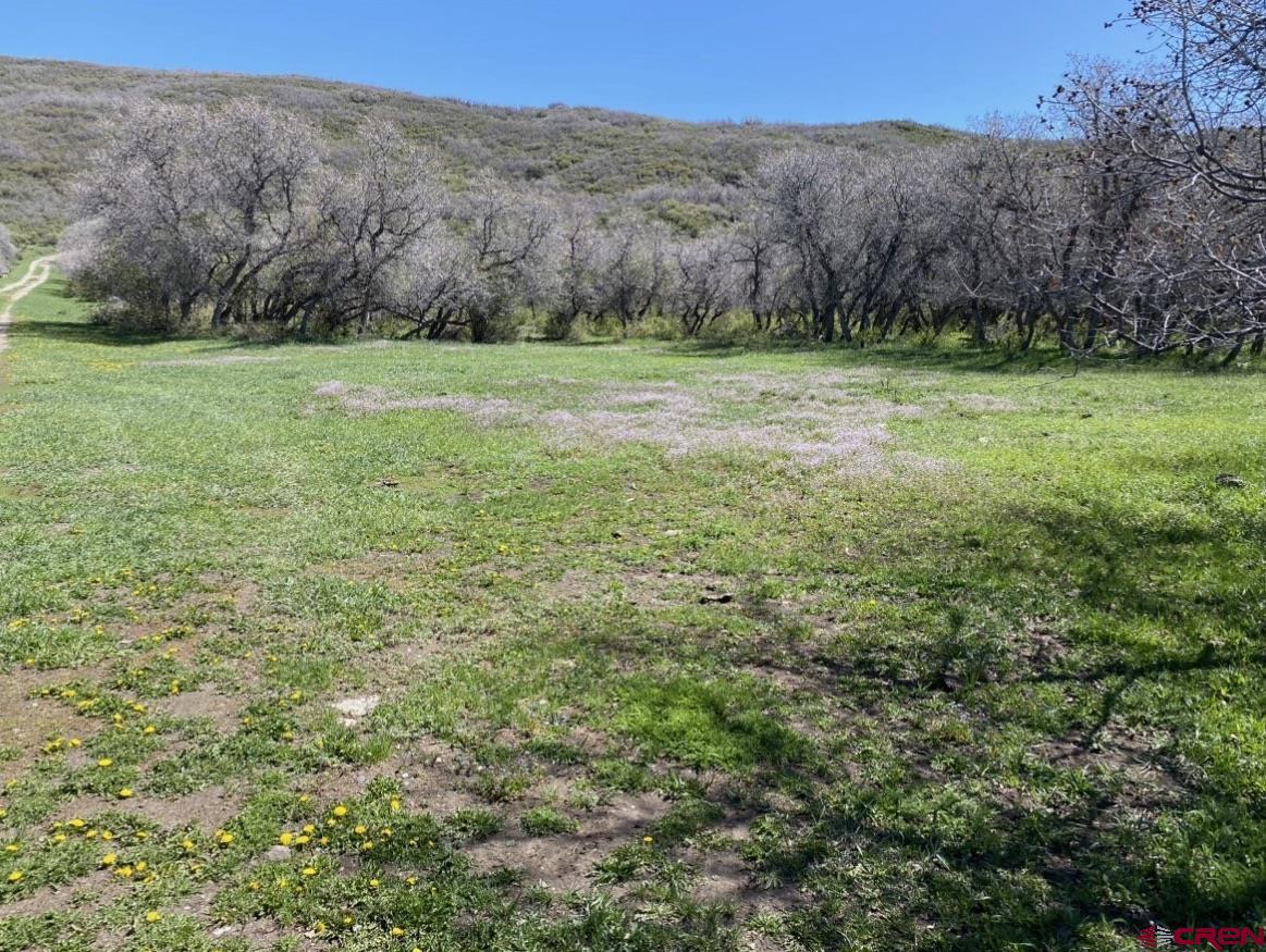 25137 Starner Loop Road Cedaredge, CO 81413 - Photo 4 of 33 a view of a field with a tree in the background