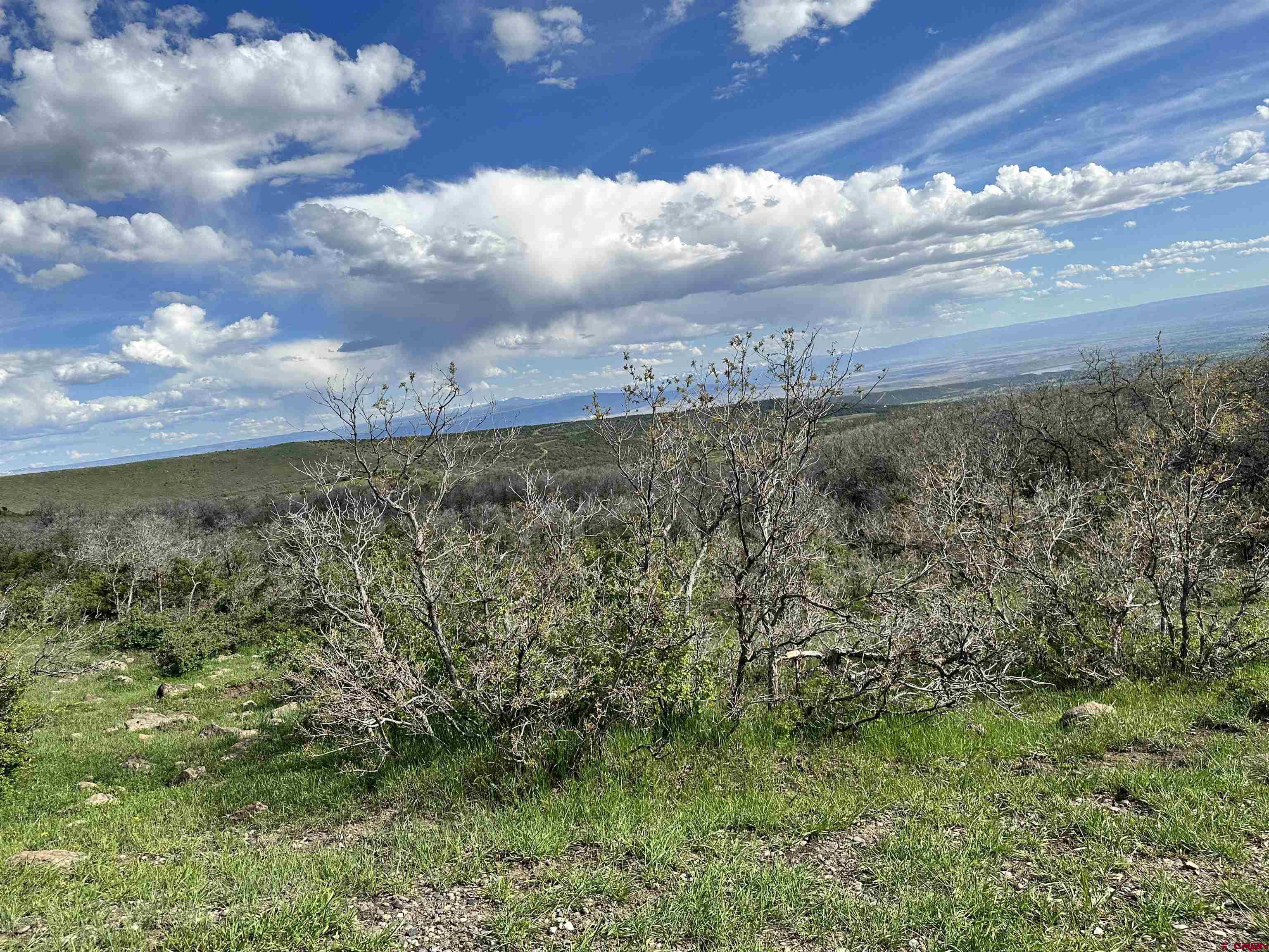 25137 Starner Loop Road Cedaredge, CO 81413 - Photo 8 of 33 a view of a yard with an outdoor space