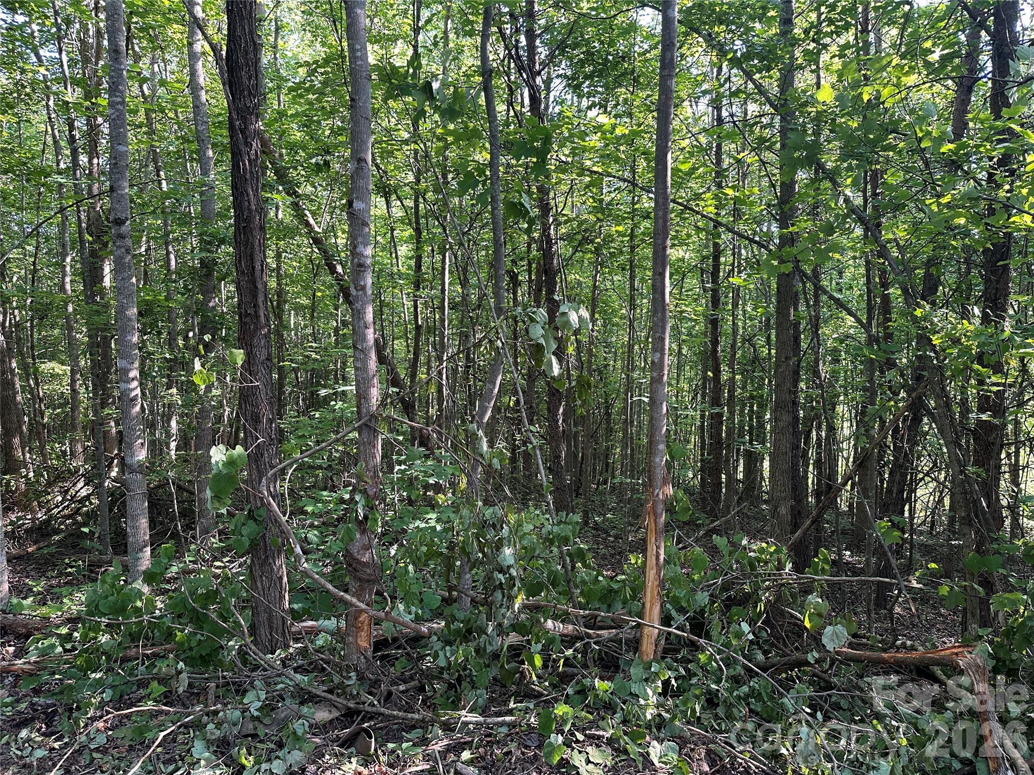 Off Drucilla Church Road Nebo, NC 28761 - Photo 6 of 6 a view of forest