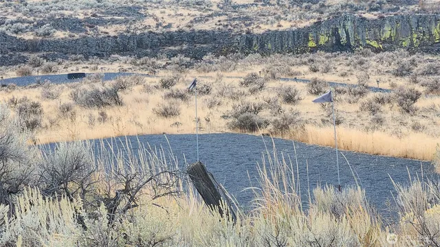 a view of a yard in a forest