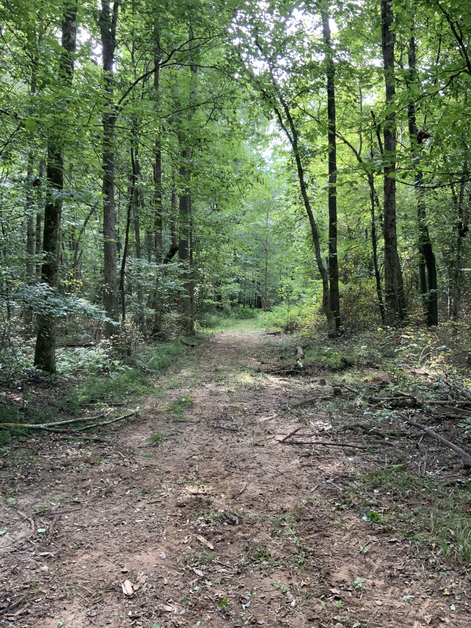 0 Herrondale East Road Henry, TN 38231 - Photo 12 of 44 a view of a forest with trees in the background