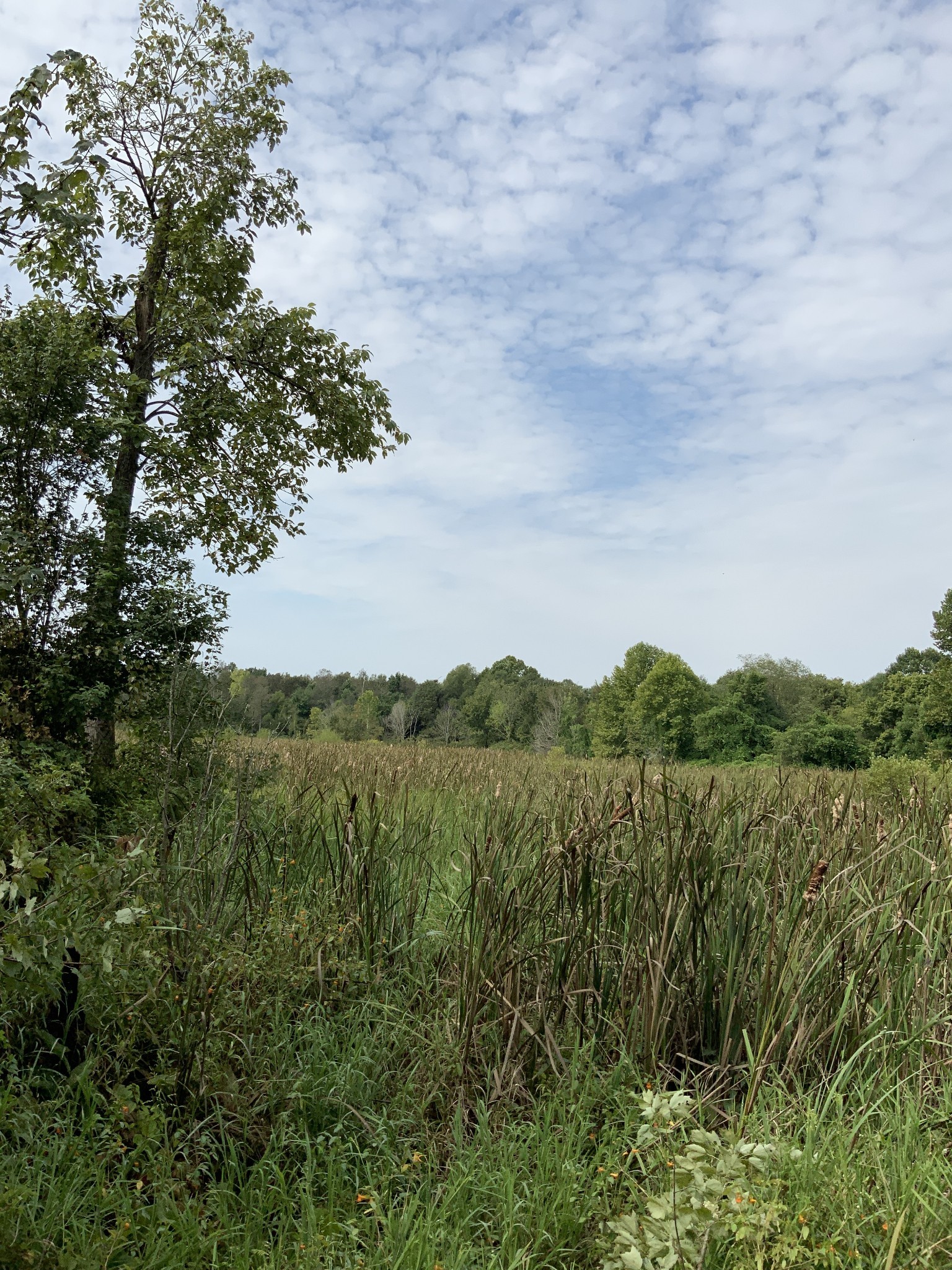 0 Herrondale East Road Henry, TN 38231 - Photo 22 of 44 a view of mountain view and a lake view
