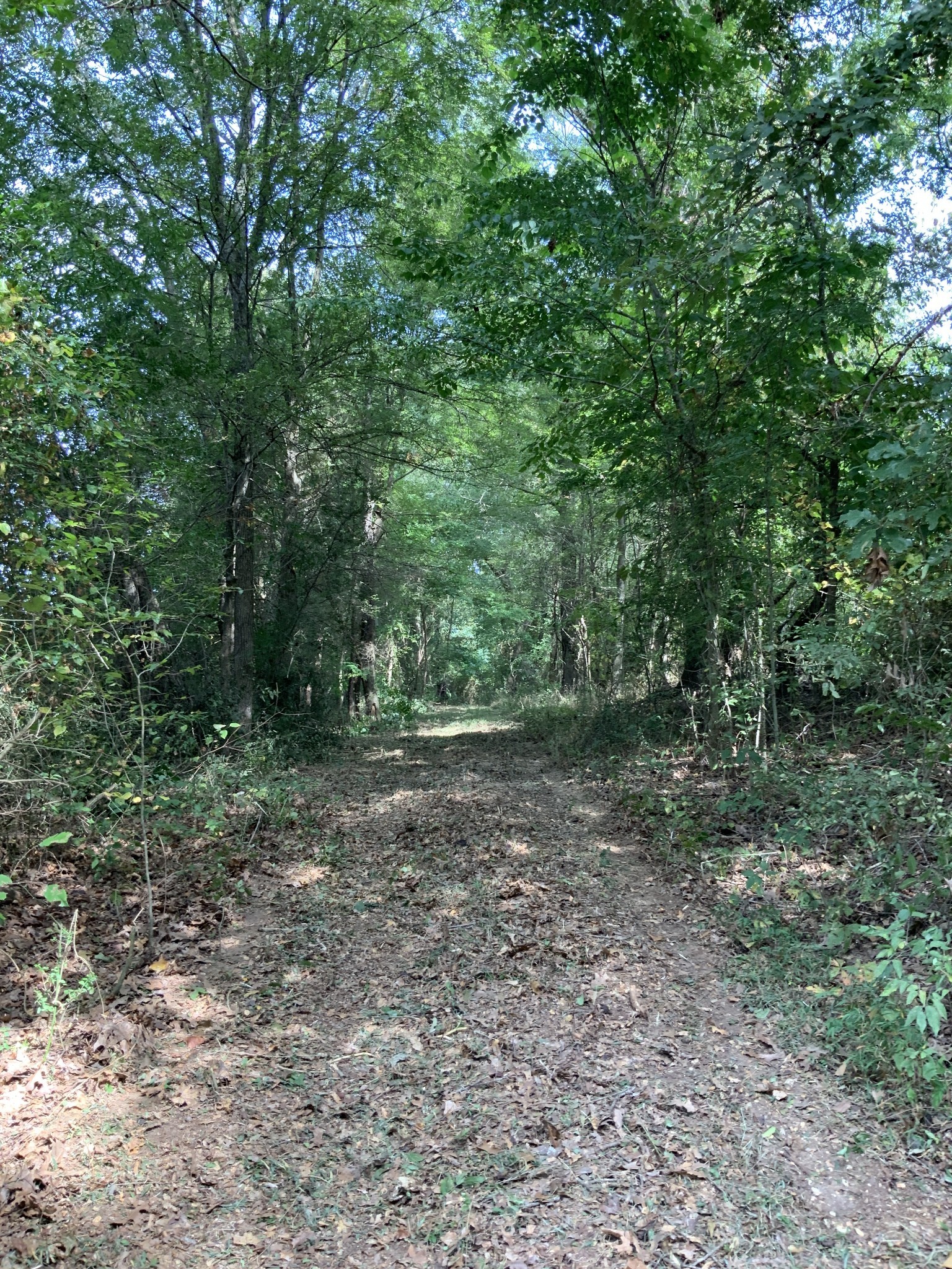0 Herrondale East Road Henry, TN 38231 - Photo 27 of 44 a view of a forest with trees in the background