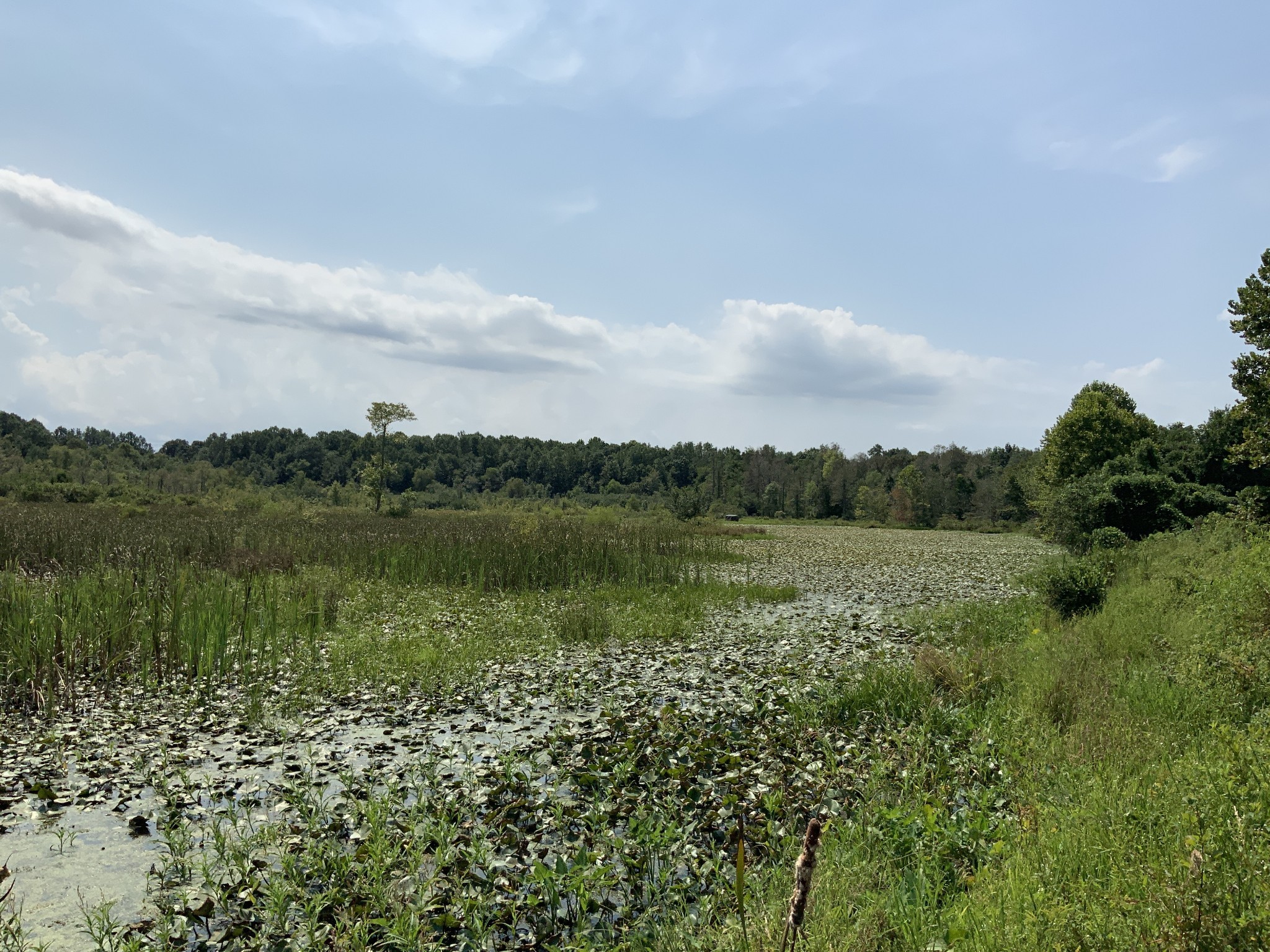 0 Herrondale East Road Henry, TN 38231 - Photo 28 of 44 a view of lake with green space