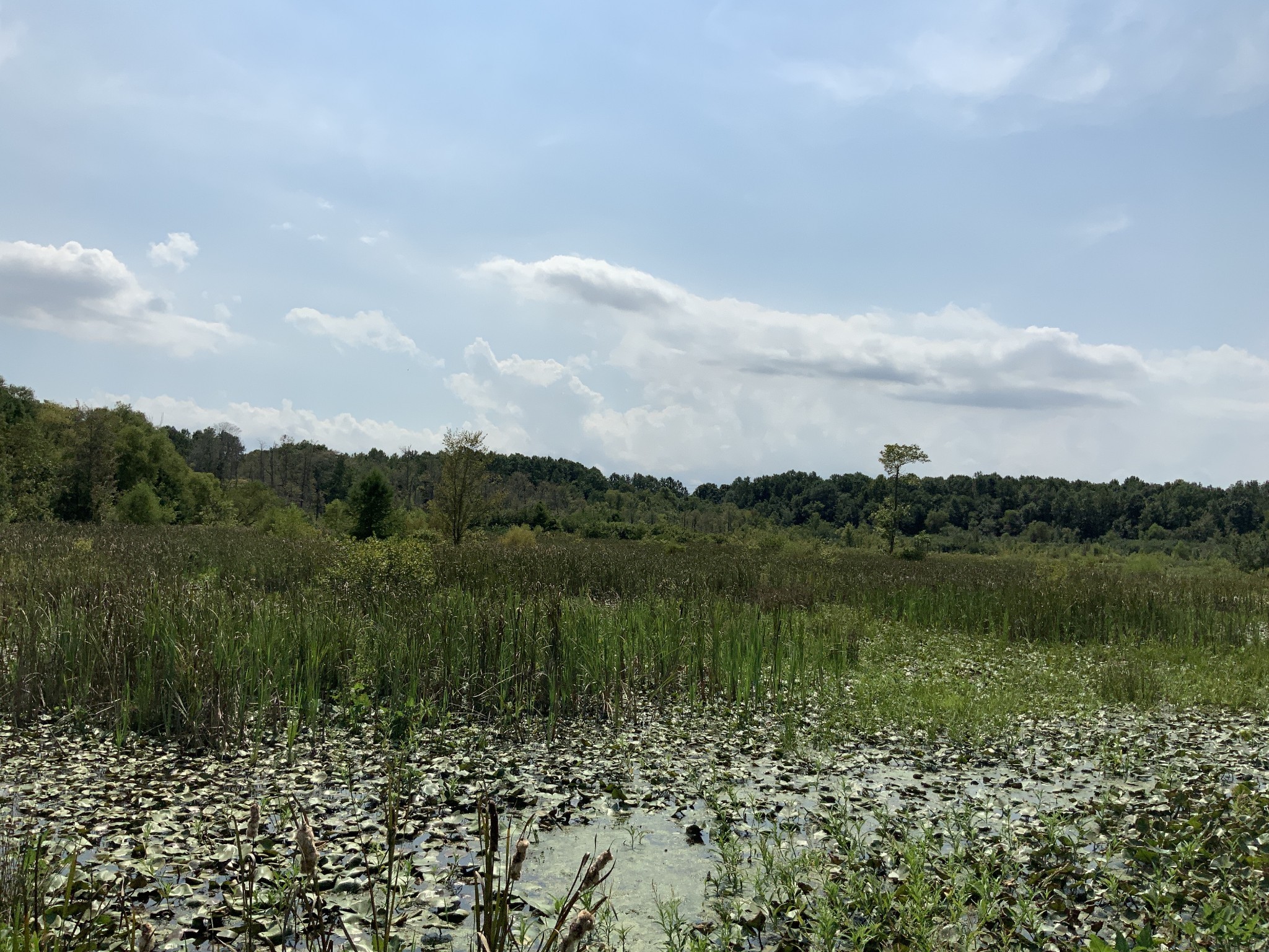 0 Herrondale East Road Henry, TN 38231 - Photo 29 of 44 a view of lake with green space