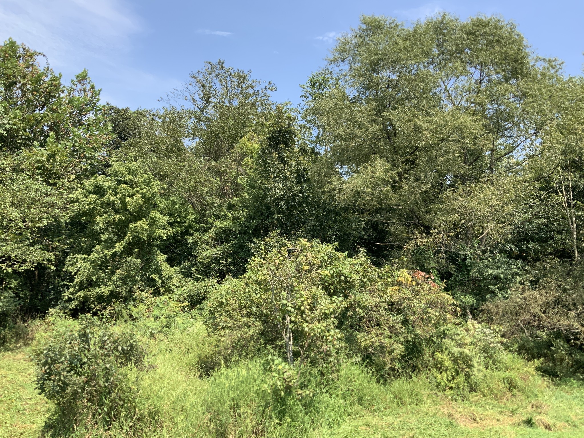 0 Herrondale East Road Henry, TN 38231 - Photo 31 of 44 a view of a forest with a tree