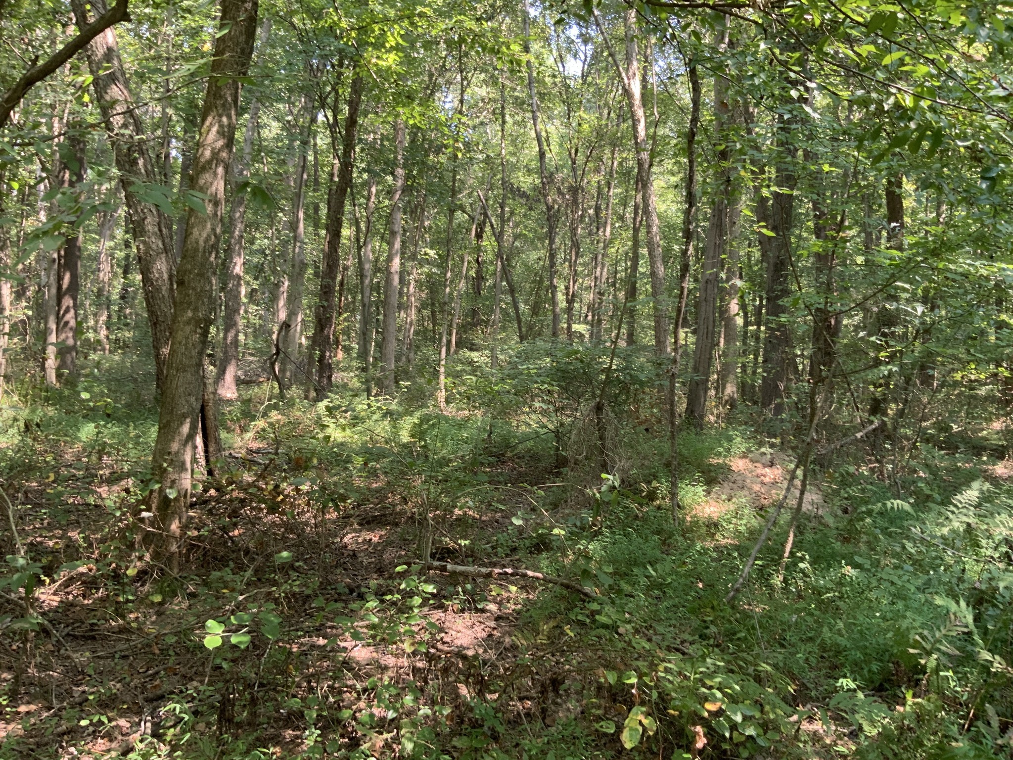 0 Herrondale East Road Henry, TN 38231 - Photo 32 of 44 a view of a lush green forest