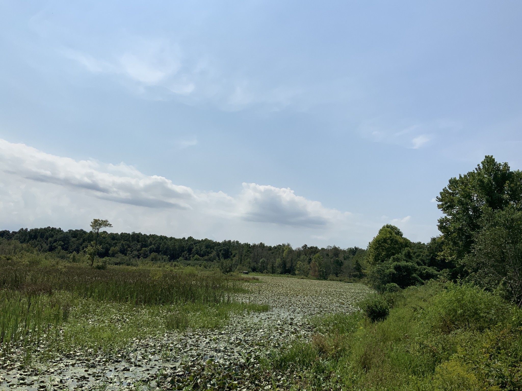 0 Herrondale East Road Henry, TN 38231 - Photo 34 of 44 a view of lake with green space