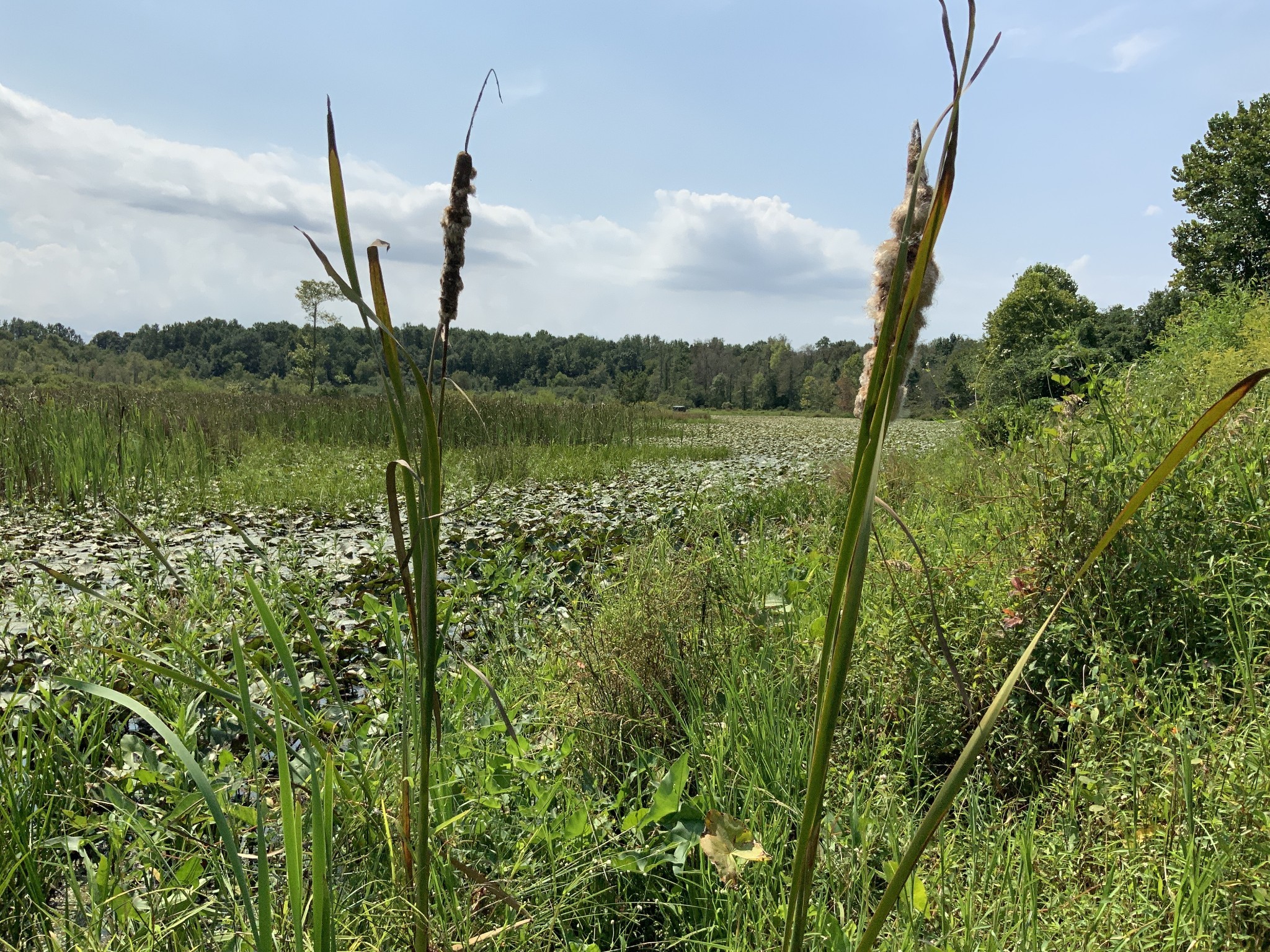 0 Herrondale East Road Henry, TN 38231 - Photo 35 of 44 a view of a lake with a garden