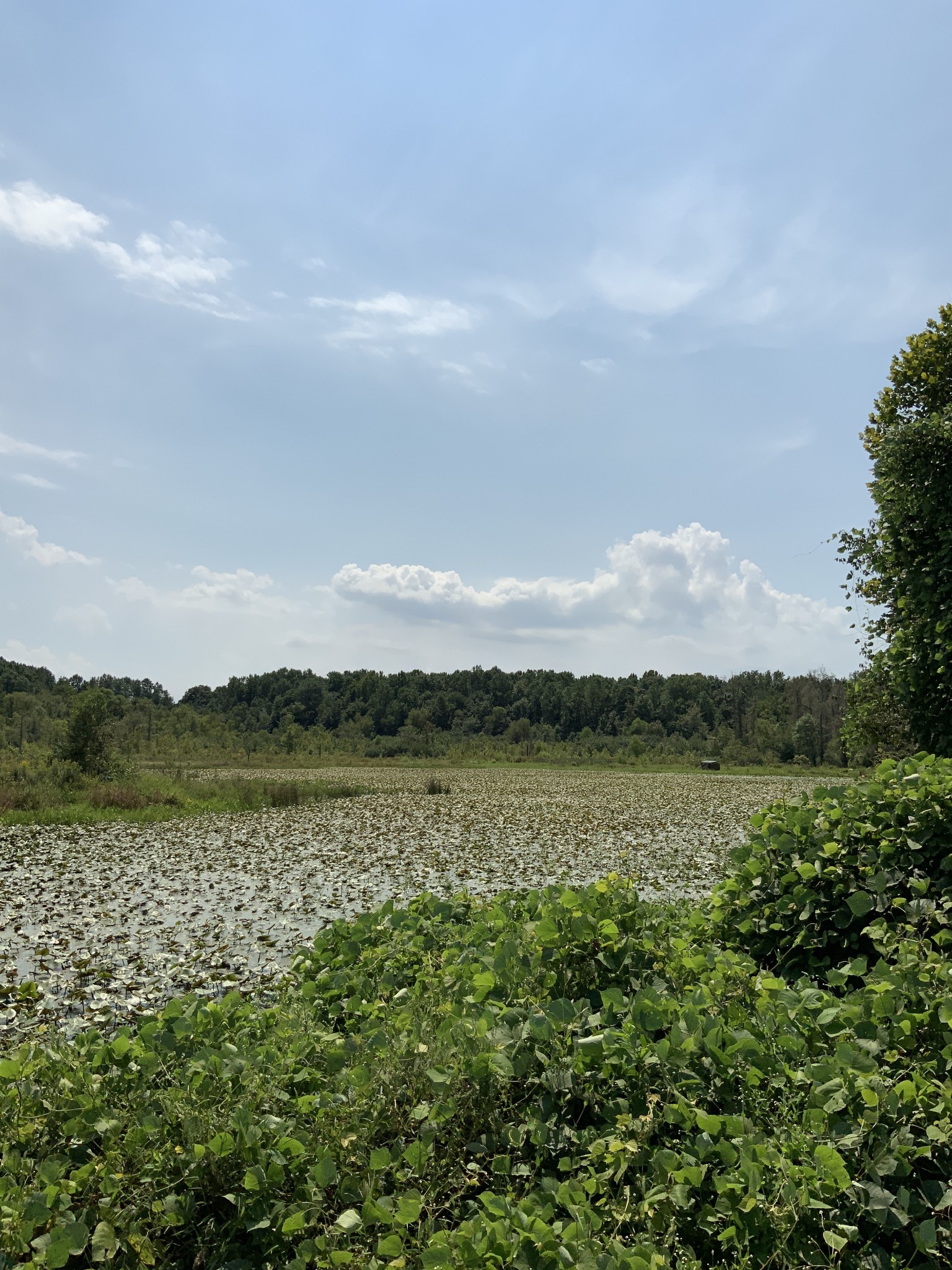 0 Herrondale East Road Henry, TN 38231 - Photo 36 of 44 a view of lake with mountain