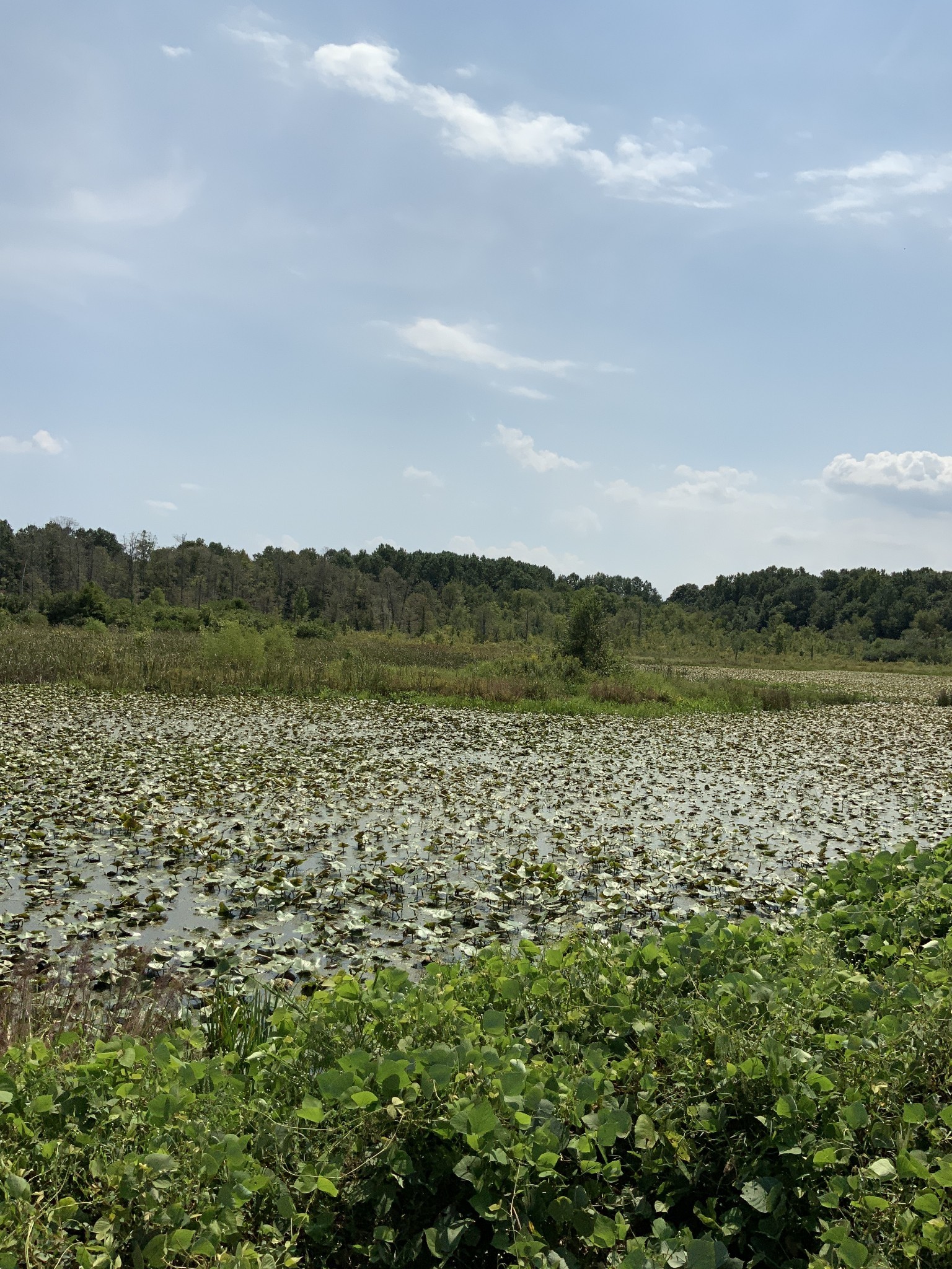 0 Herrondale East Road Henry, TN 38231 - Photo 37 of 44 a view of lake