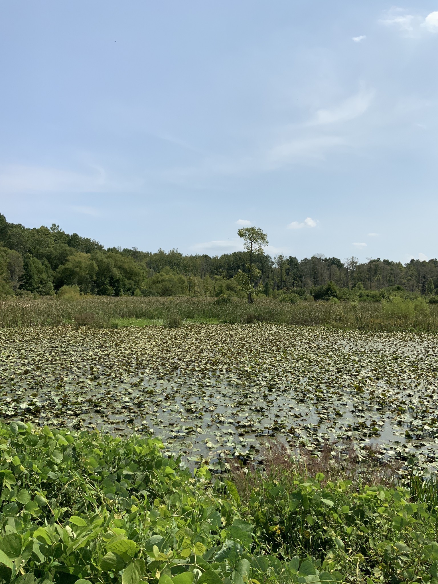 0 Herrondale East Road Henry, TN 38231 - Photo 38 of 44 a view of a lake with houses in the back