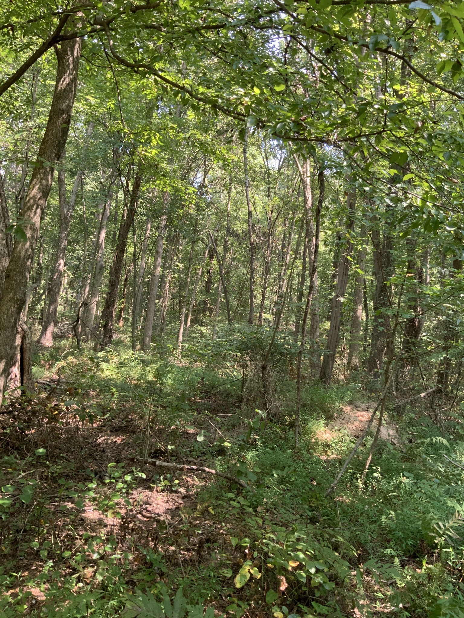 0 Herrondale East Road Henry, TN 38231 - Photo 39 of 44 a view of a yard
