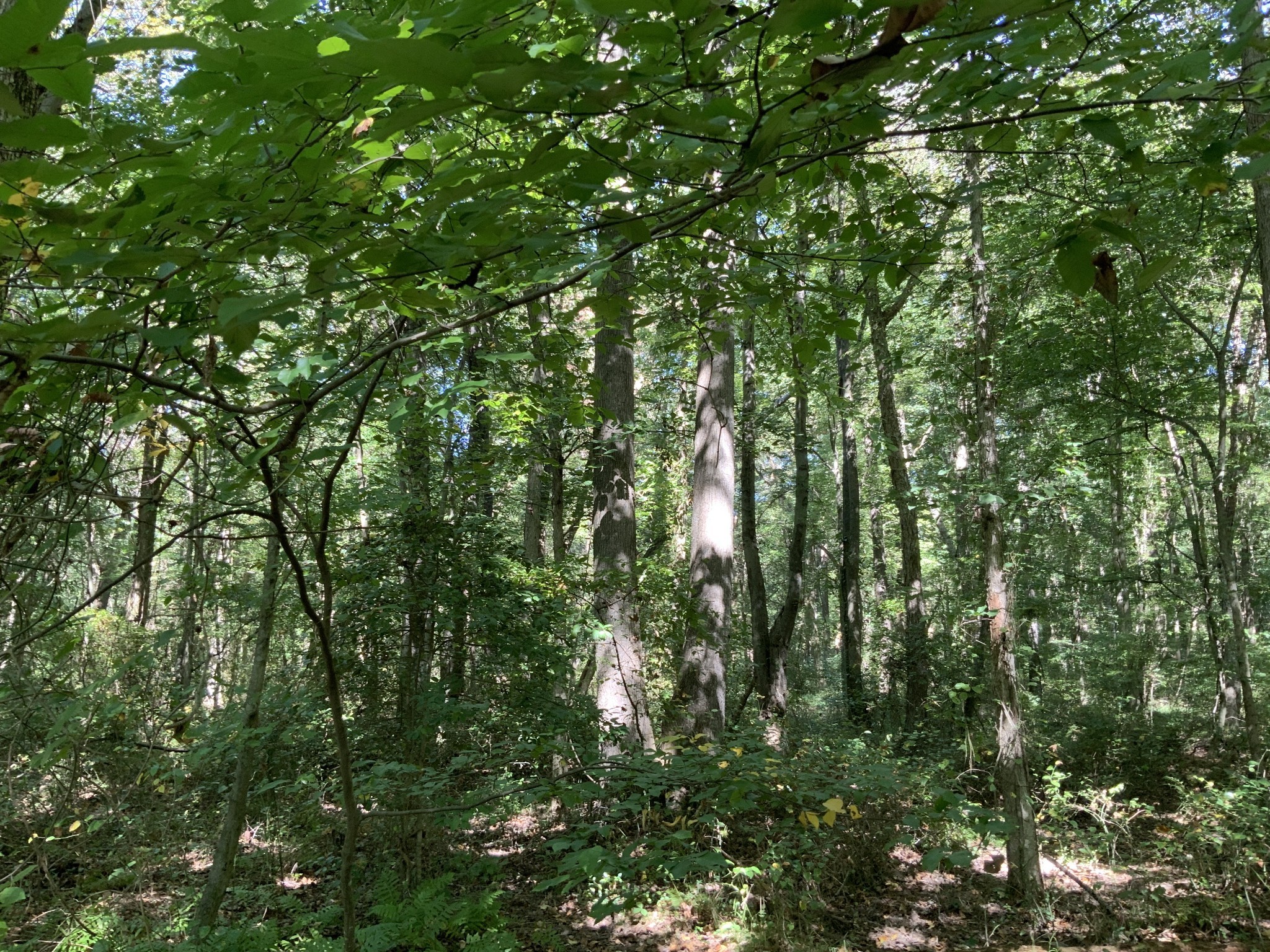 0 Herrondale East Road Henry, TN 38231 - Photo 43 of 44 a view of a lush green forest