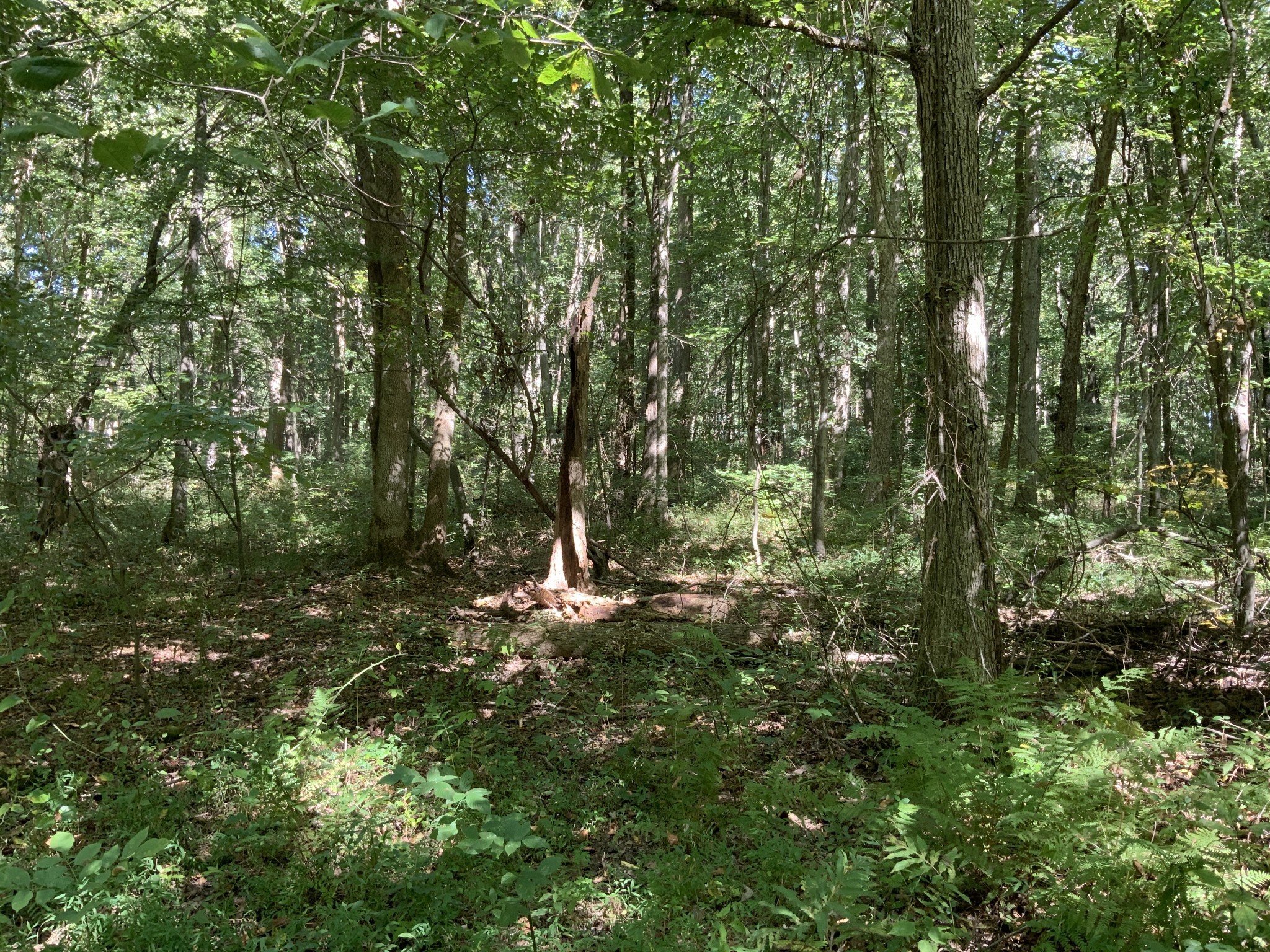 0 Herrondale East Road Henry, TN 38231 - Photo 44 of 44 a view of a forest with a tree