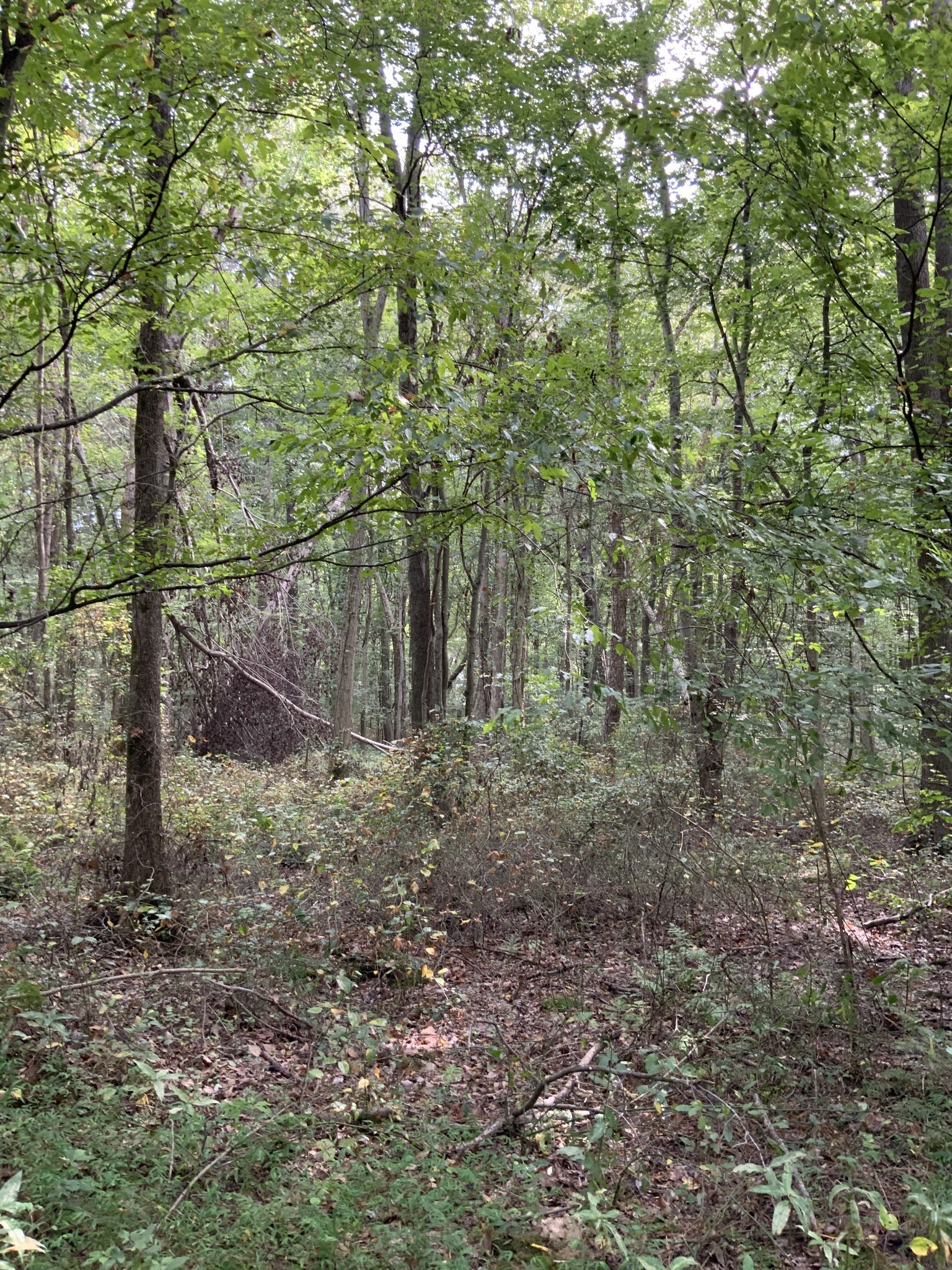 0 Herrondale East Road Henry, TN 38231 - Photo 5 of 44 a view of a yard with a tree