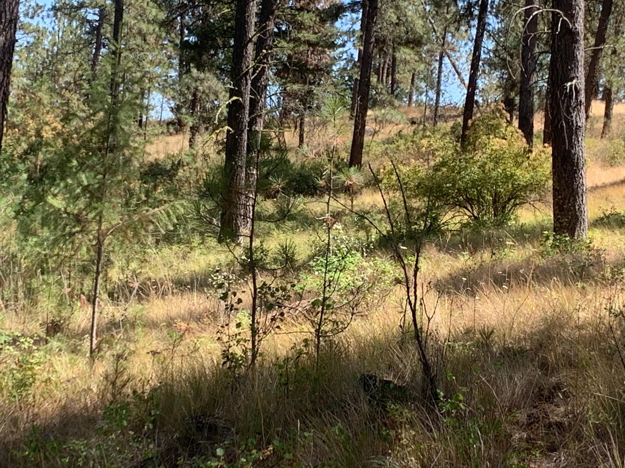 160-xx North Austin Road Spokane, WA 99208 - Photo 5 of 16