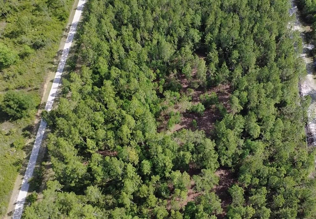 859 Wild Cur Road Pierson, FL 32180 - Photo 17 of 19 an outdoor view of a forest